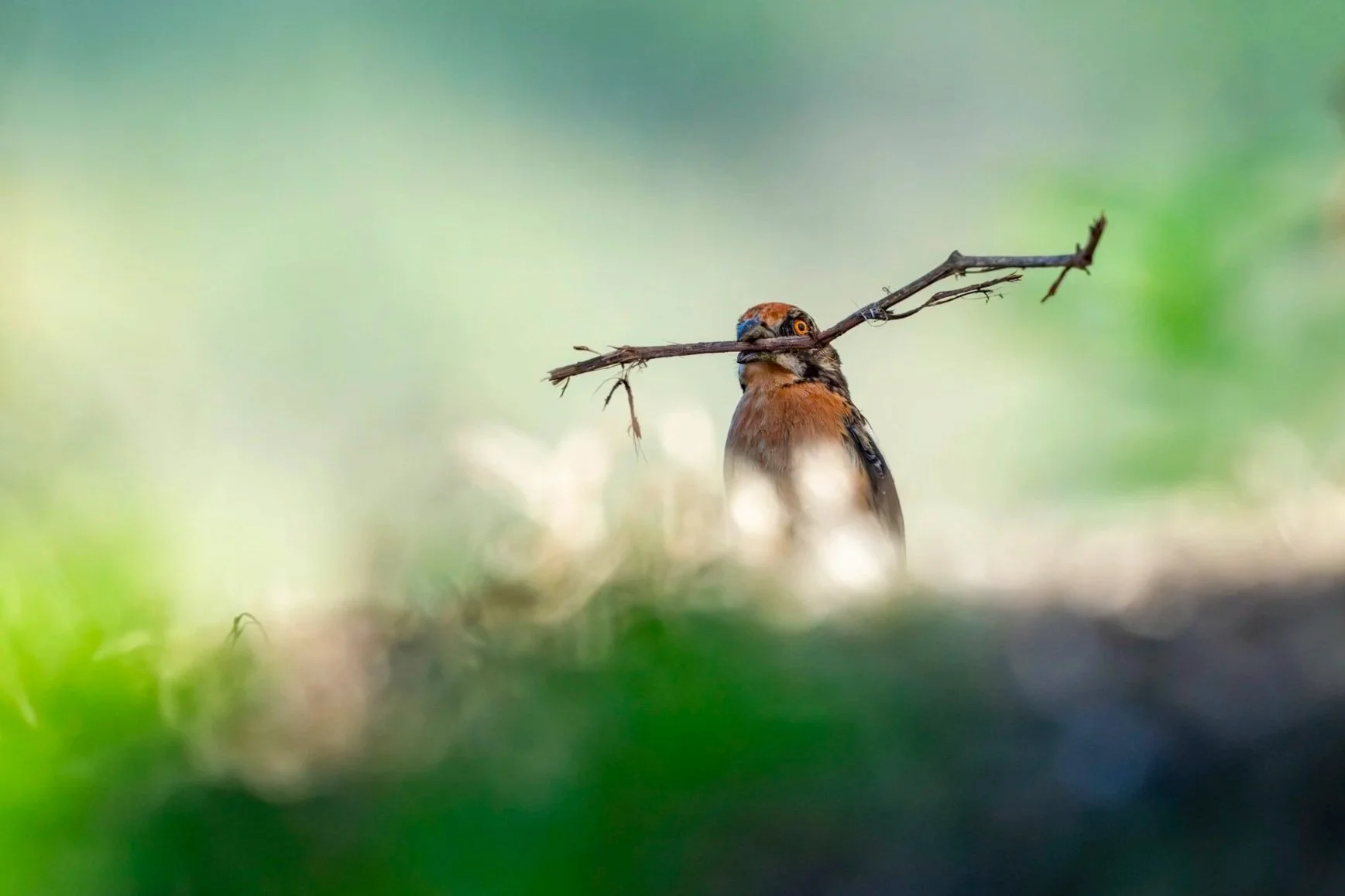 Nouvelles découvertes au Chili