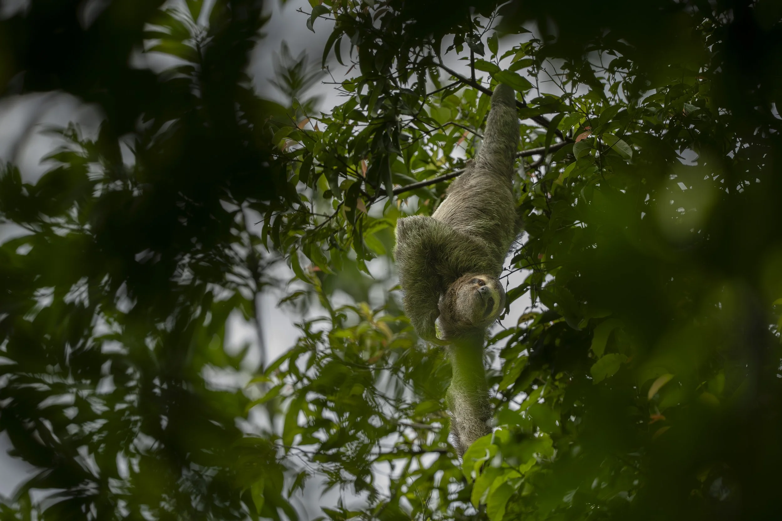 Paresseux à trois doigts 