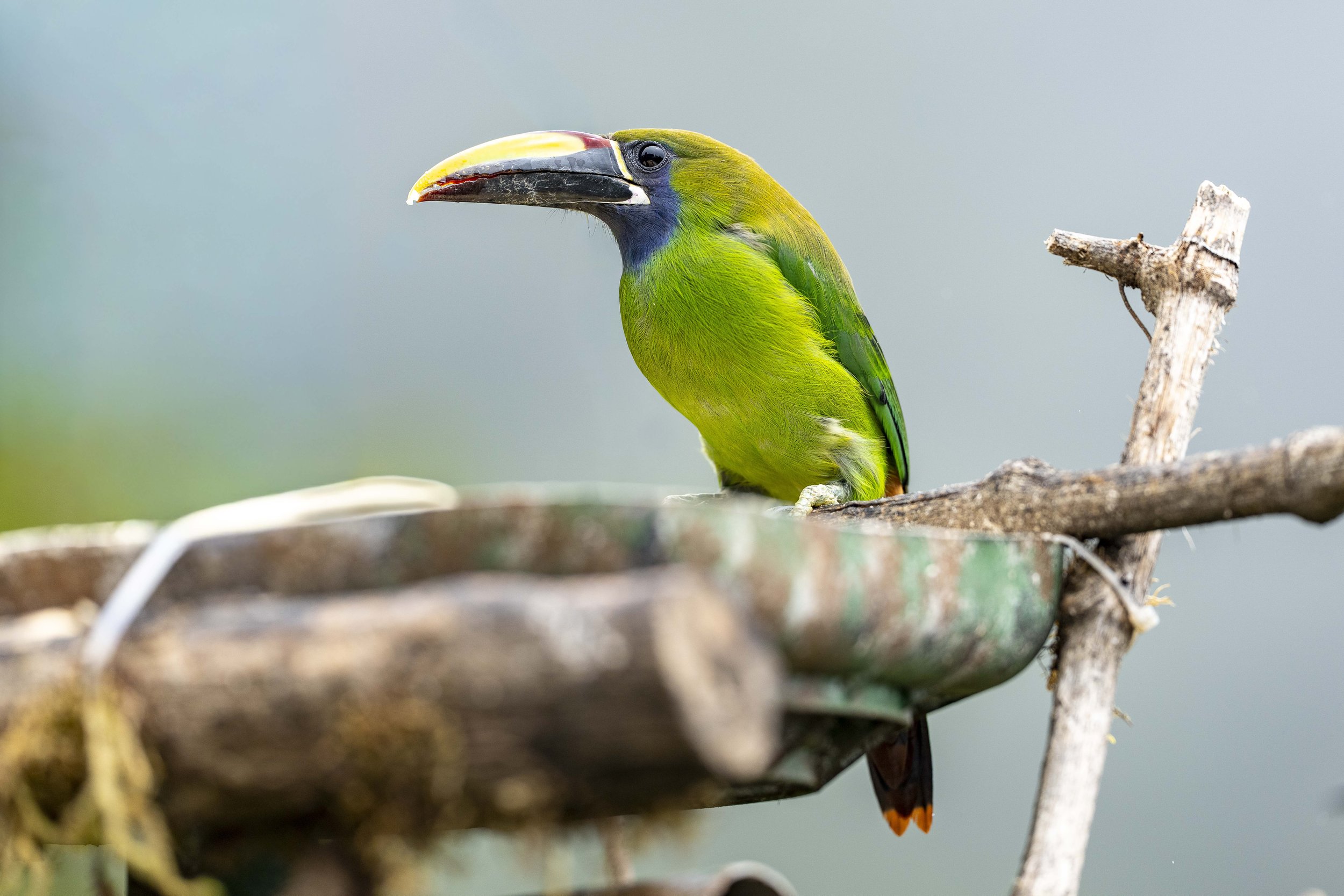 Toucanet émeraude