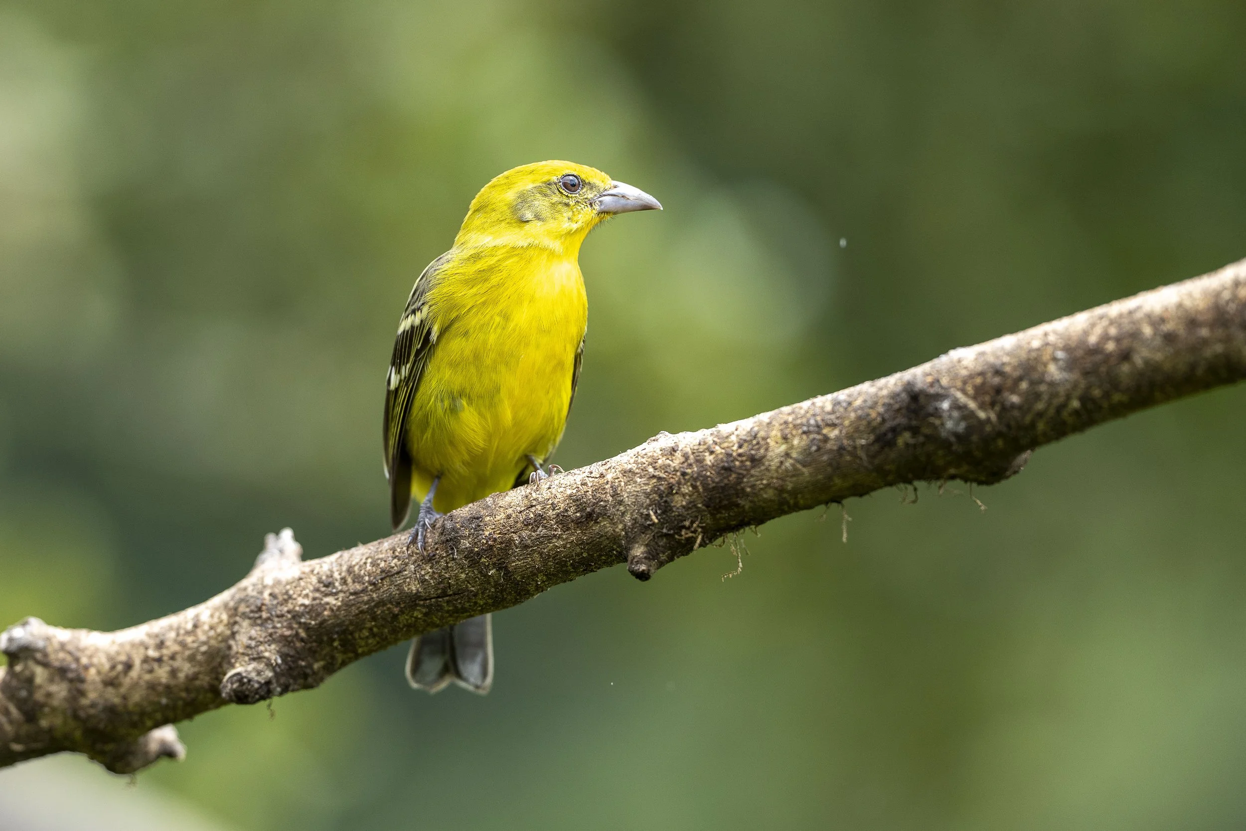 Piranga à dos rayé, femelle