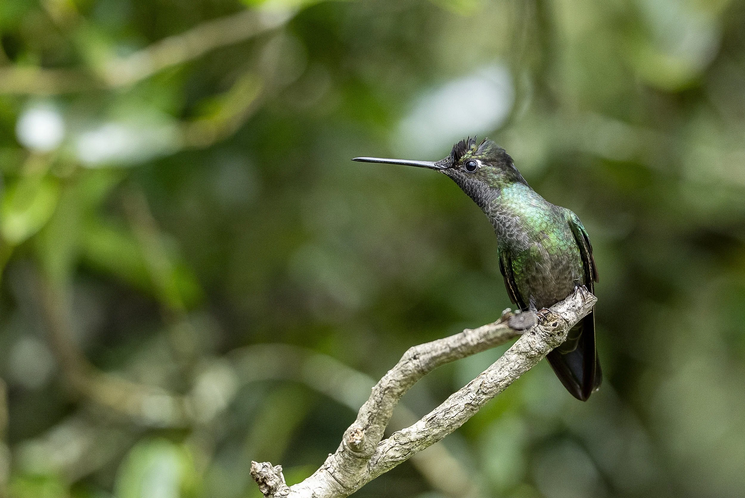 Colibri de la Talamanca