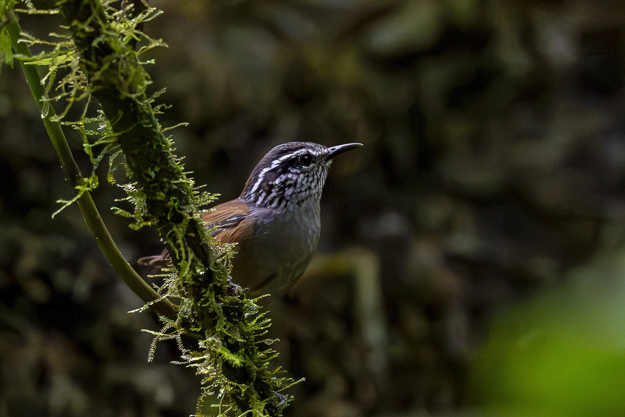 Troglodyte à poitrine grise