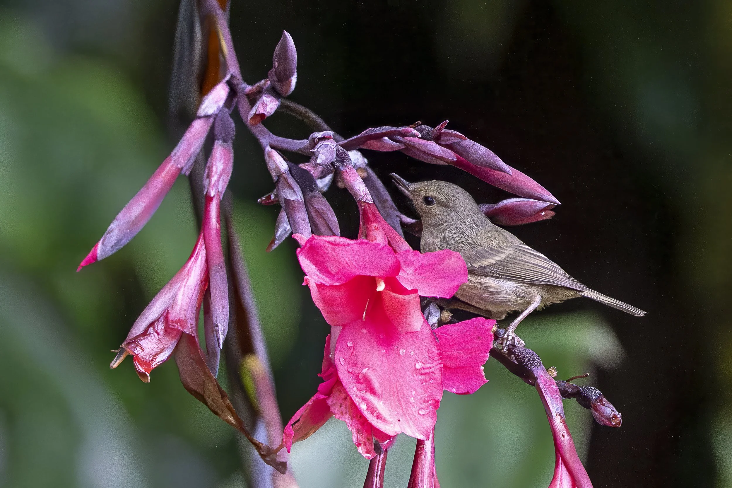 Percefleur ardoisé, femelle