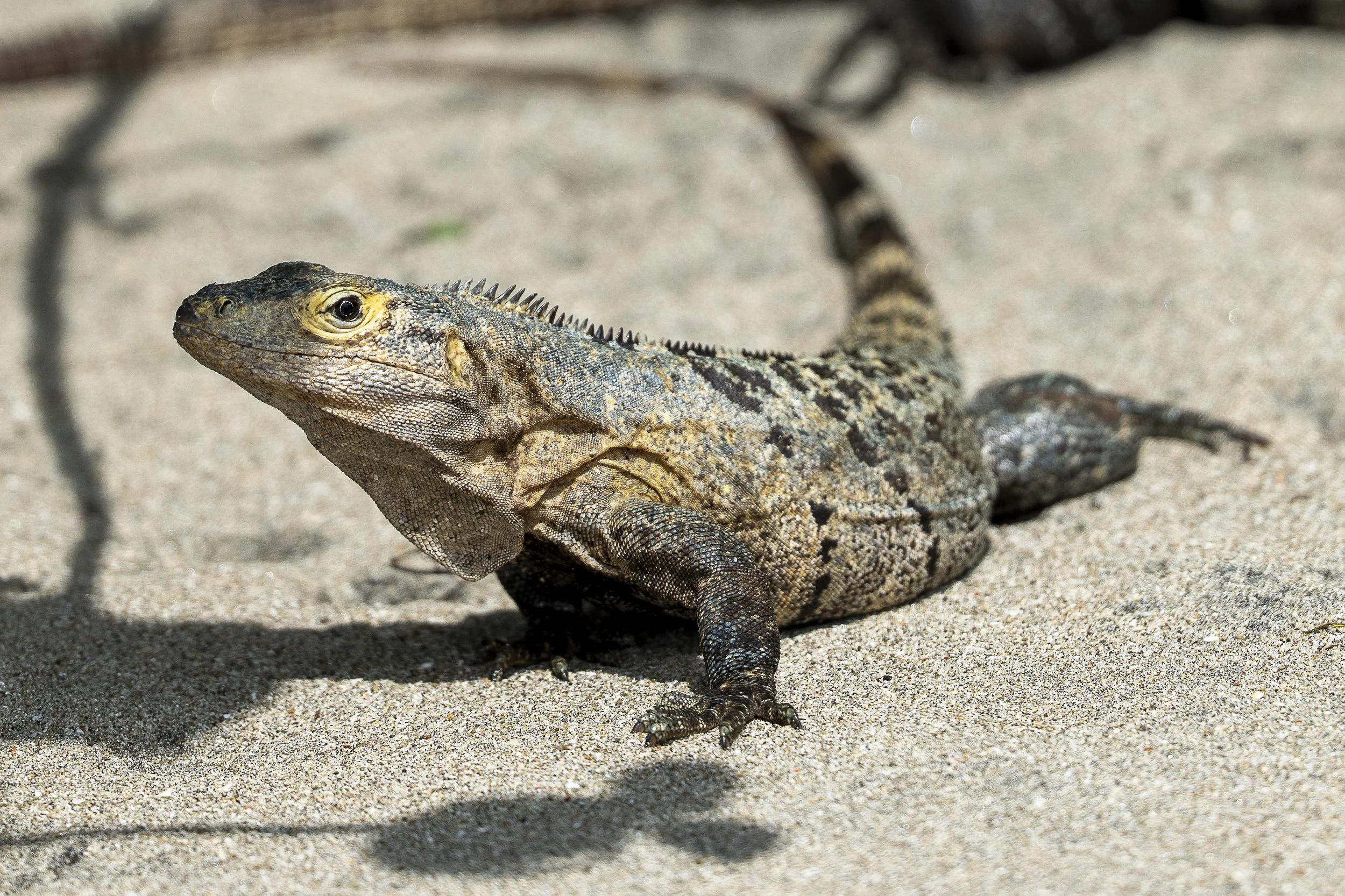 Iguane à queue épineuse noire, femelle