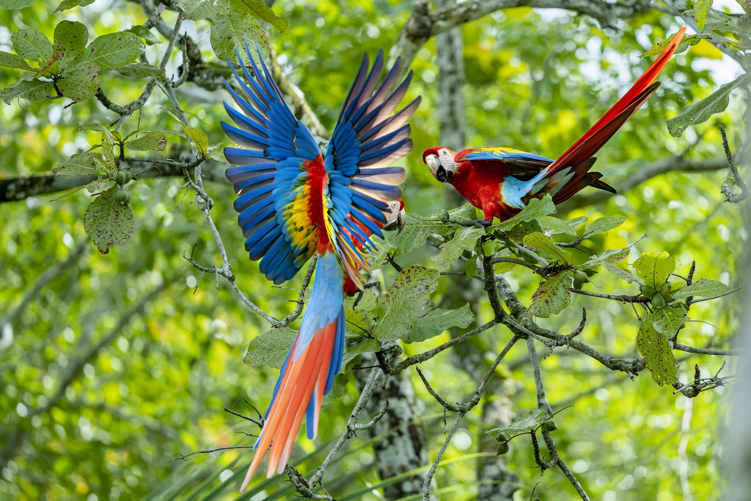 Le Costa Rica, de la montagne à la mer