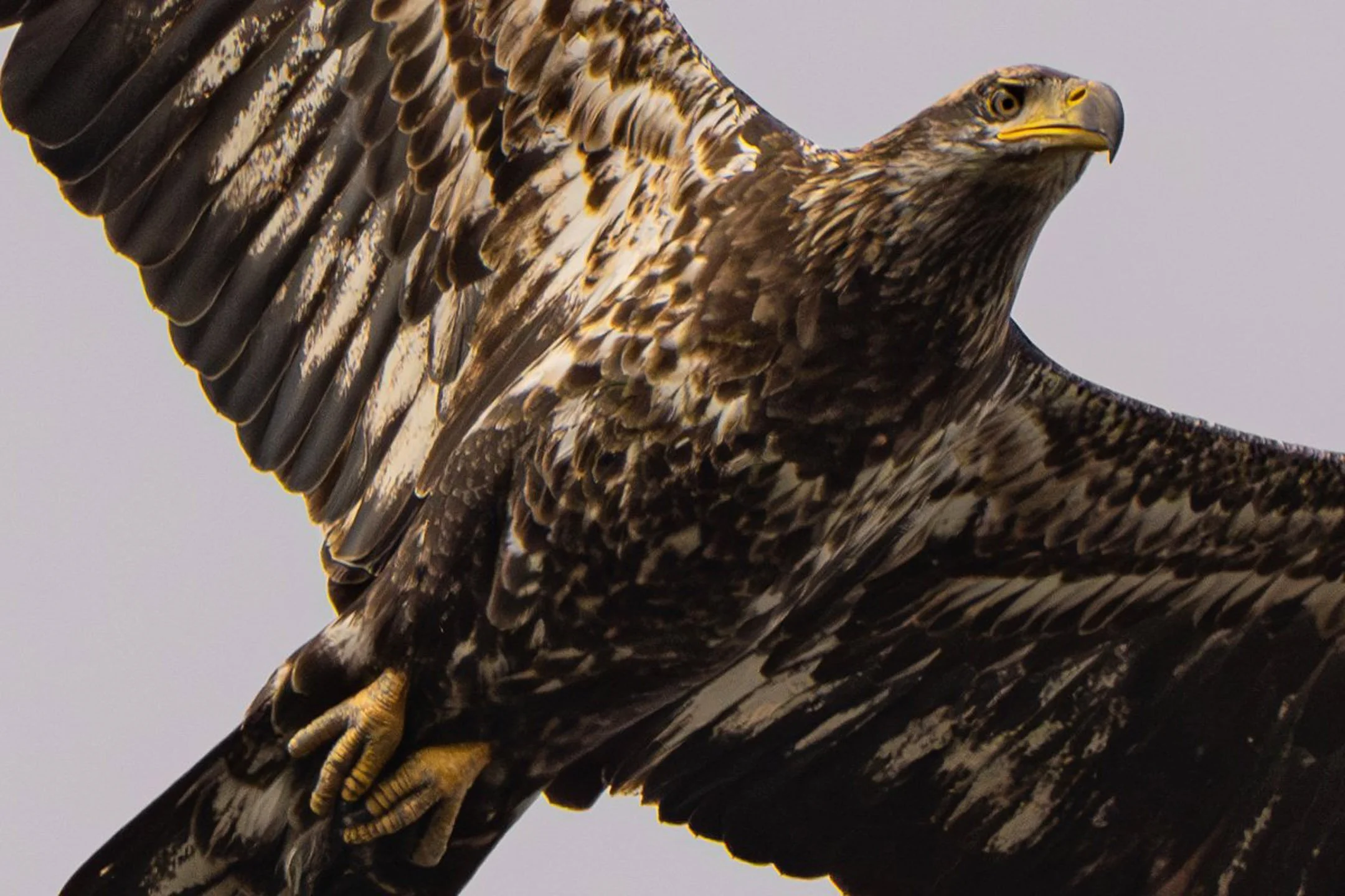 Pygargue à tête blanche
