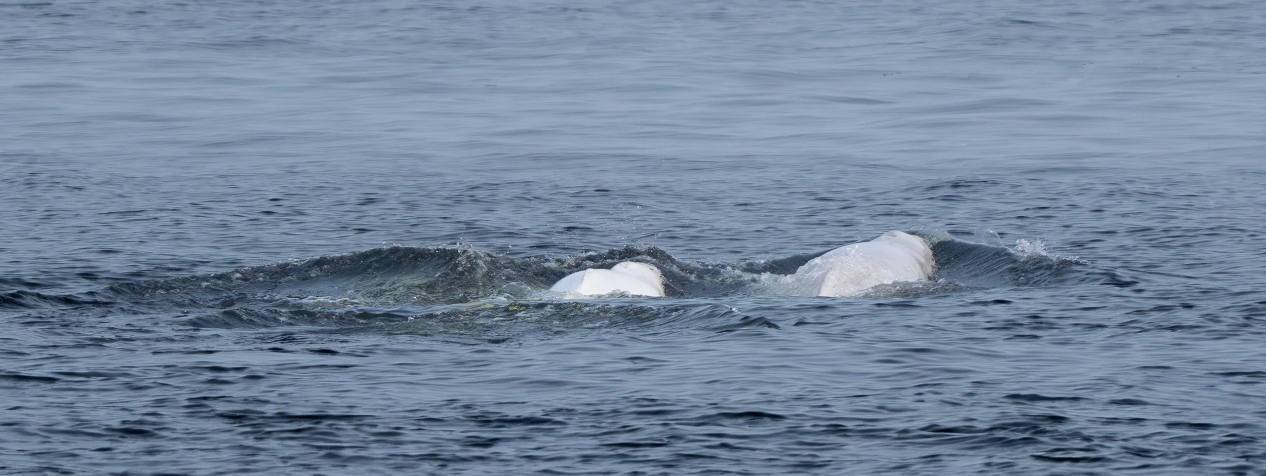 Tadoussac et Haute-Côte-Nord