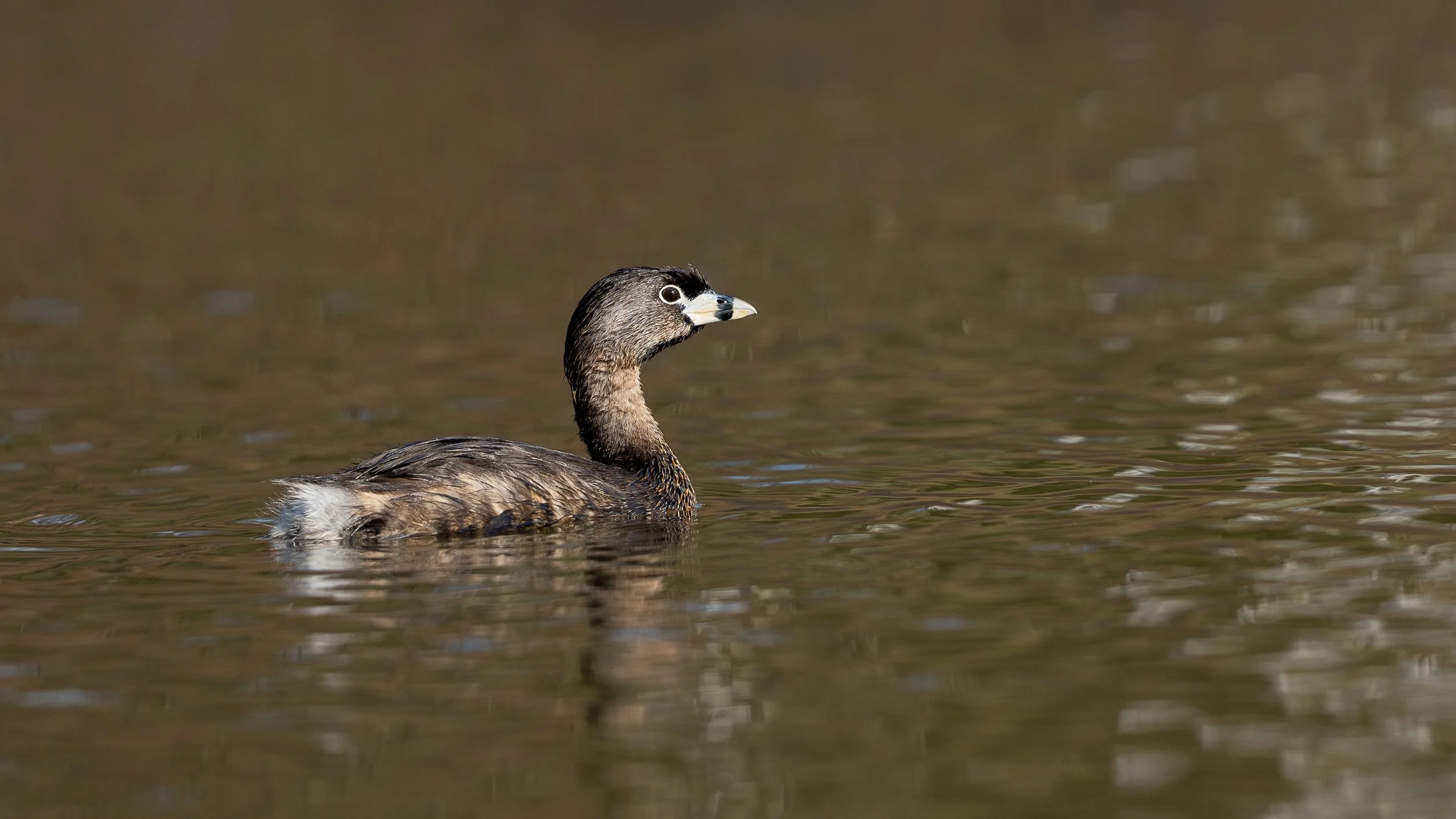Grèbe à bec bigarré