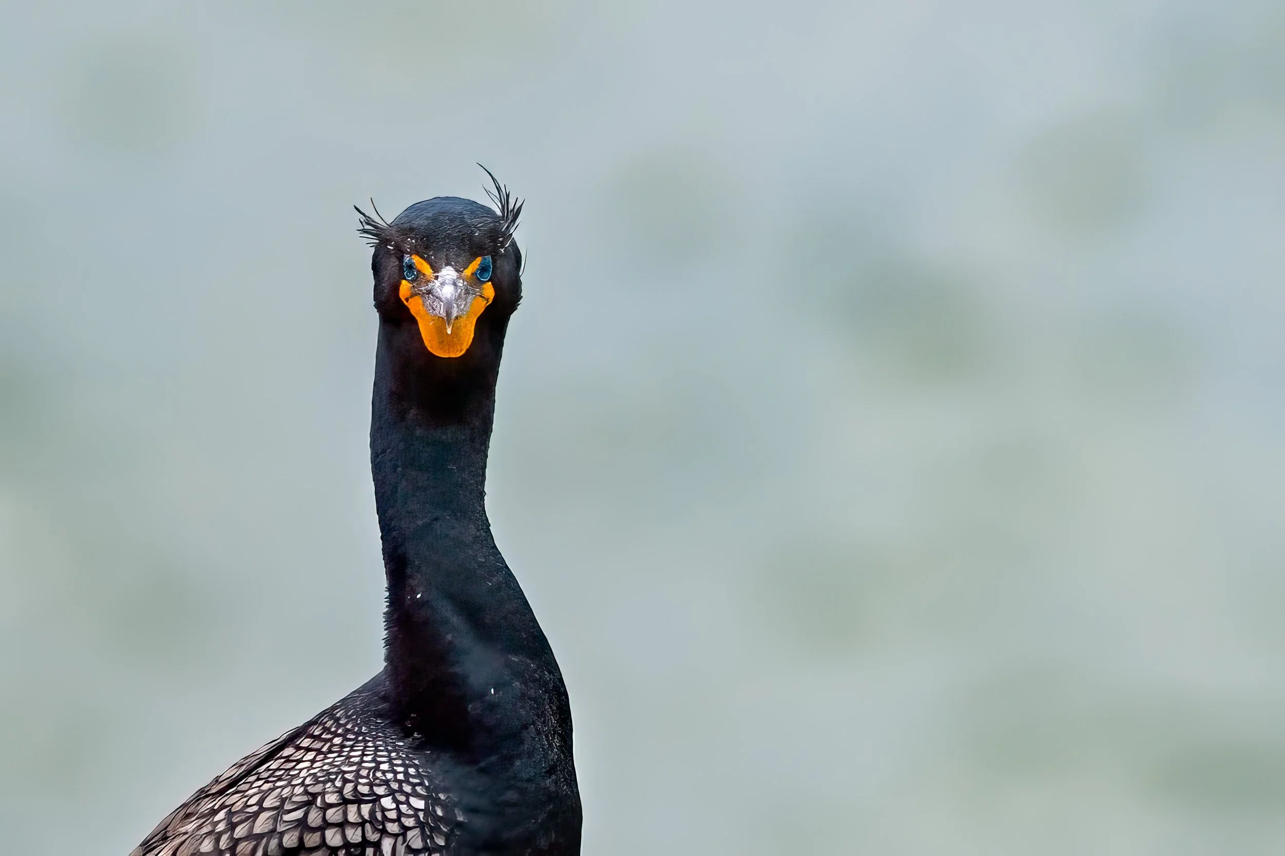 Cormoran à aigrettes