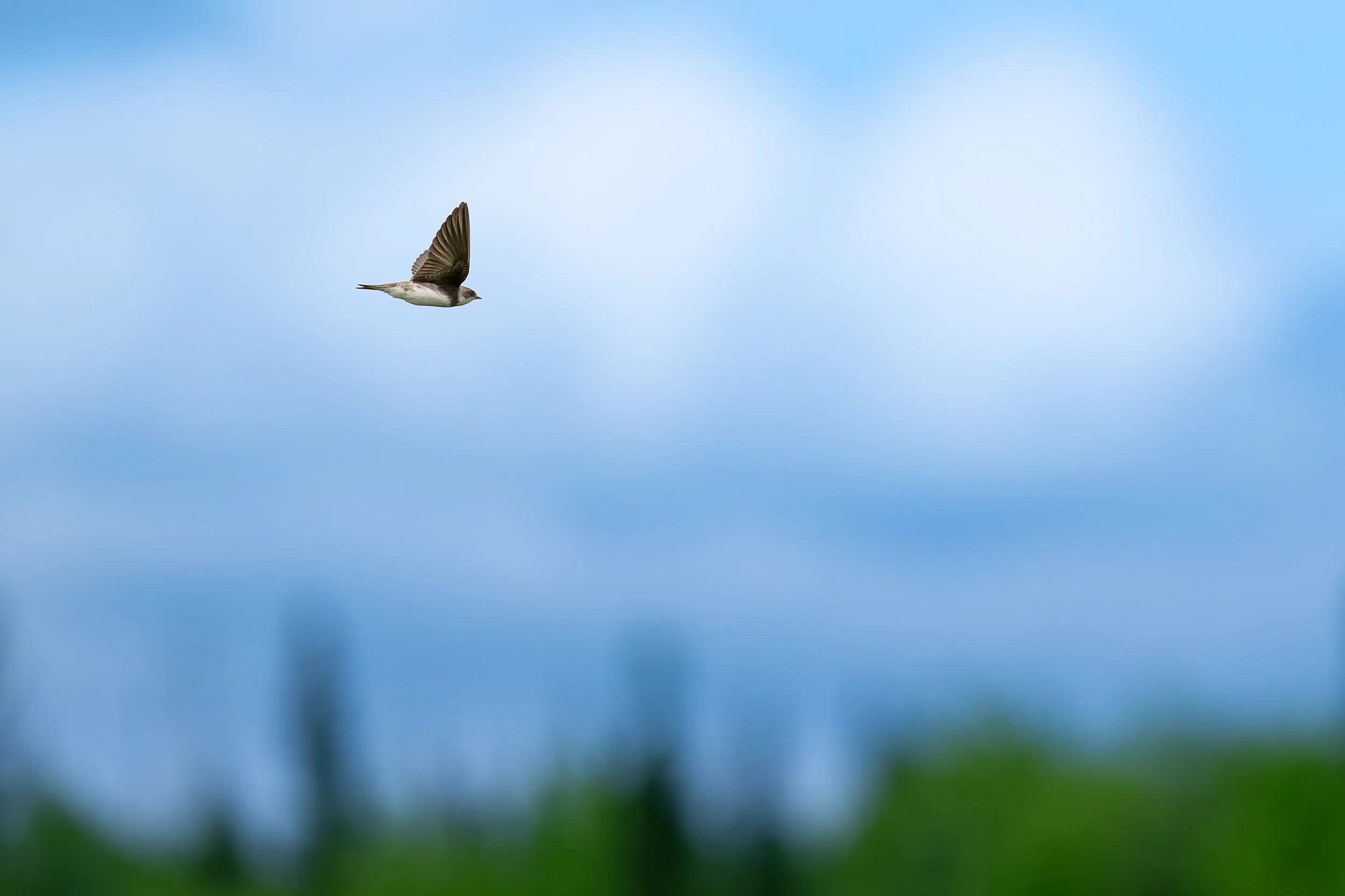 Hirondelle de rivage