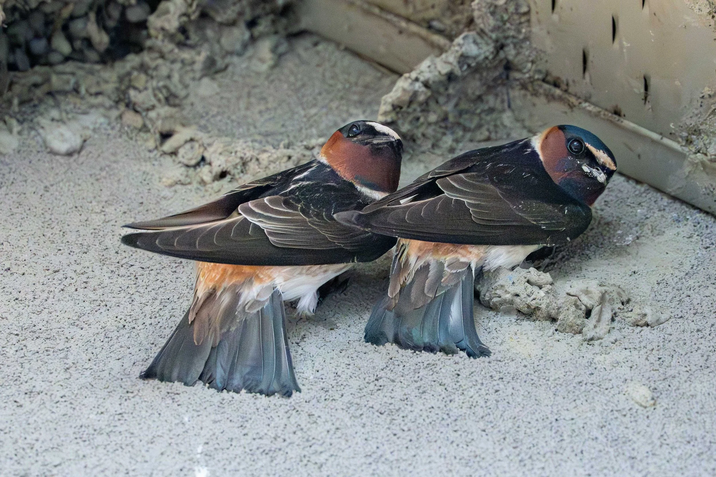 Hirondelle à front blanc