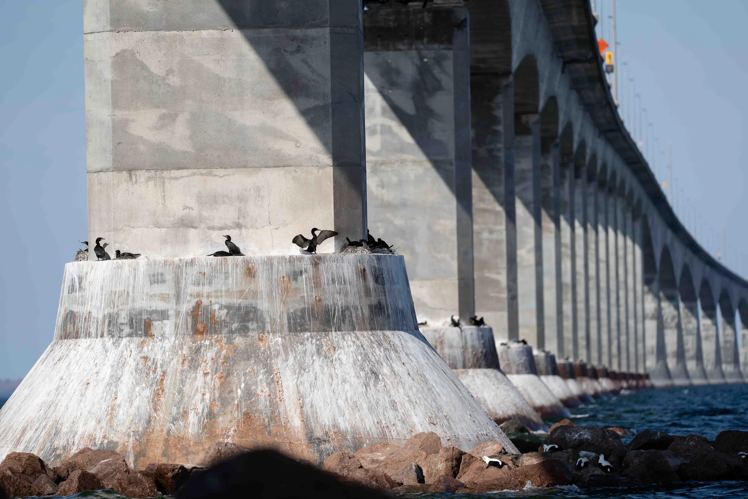 Cormorans à aigrettes