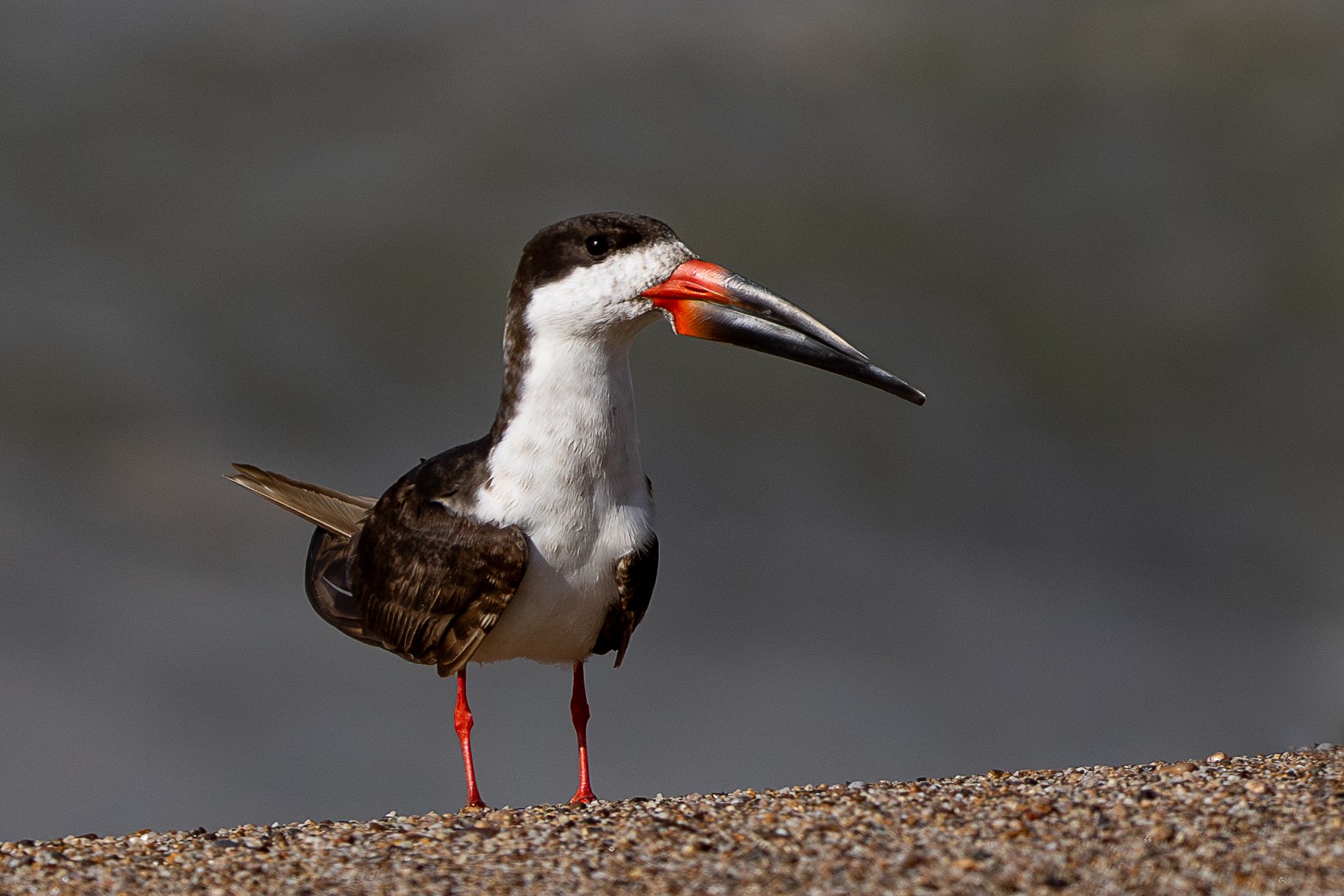 Un pélican sur la plage avec un fond flou, montrant ses détails plumage et son long bec.