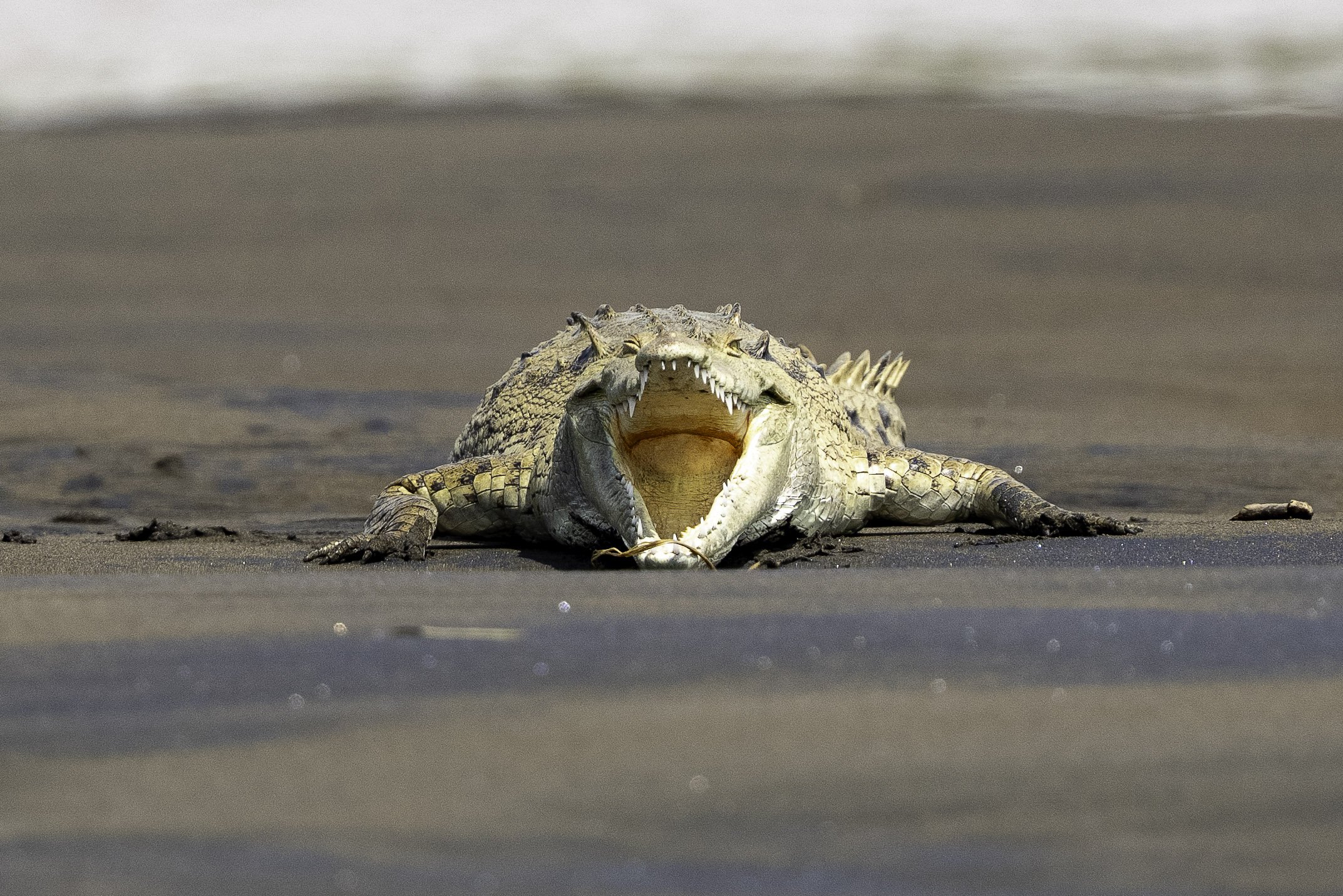 Un crocodile allongé sur le sable avec la bouche ouverte, montrant ses dents.