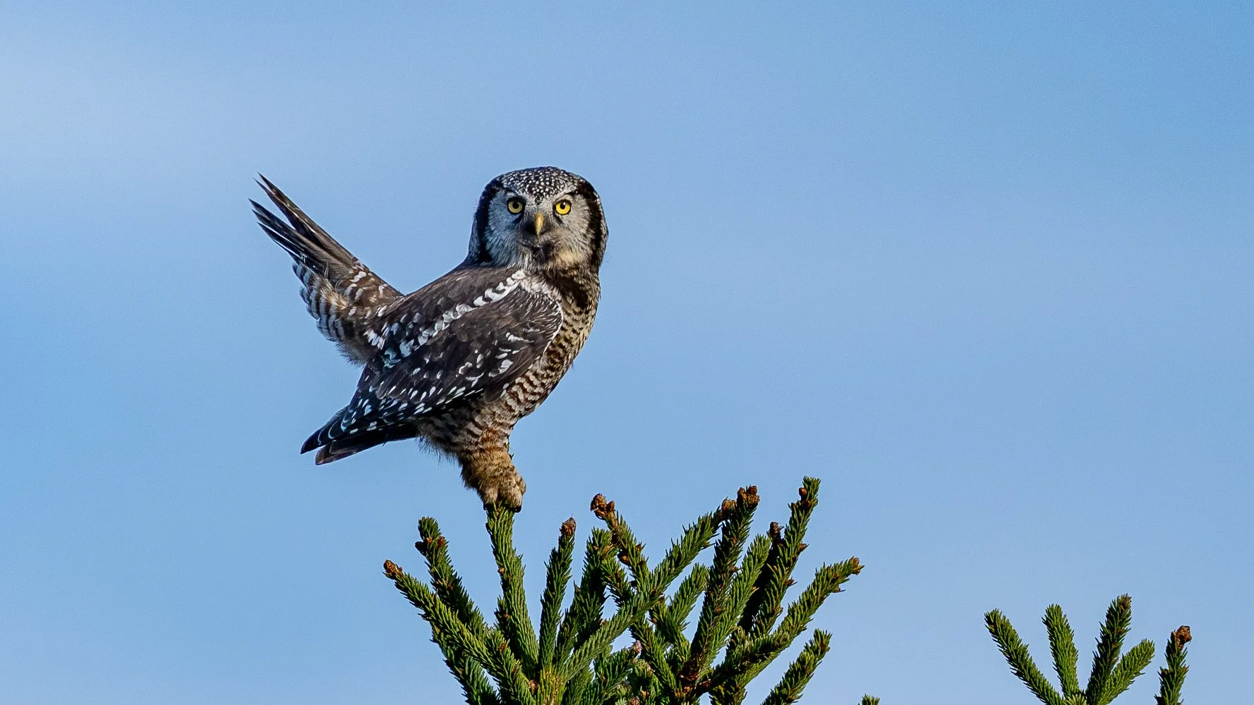 Un hibou perche sur le sommet d'un arbre avec un ciel bleu en arrière-plan.
