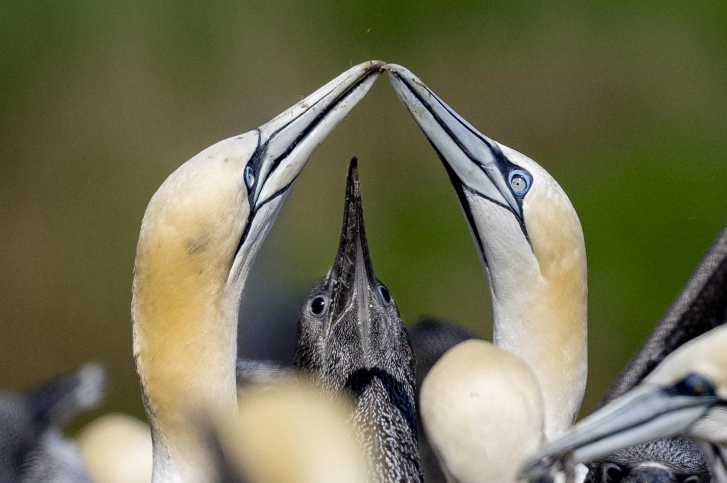 Deux pélicans et un oiseau marin se touchant le bec, formant un arc, avec un fond flou vert