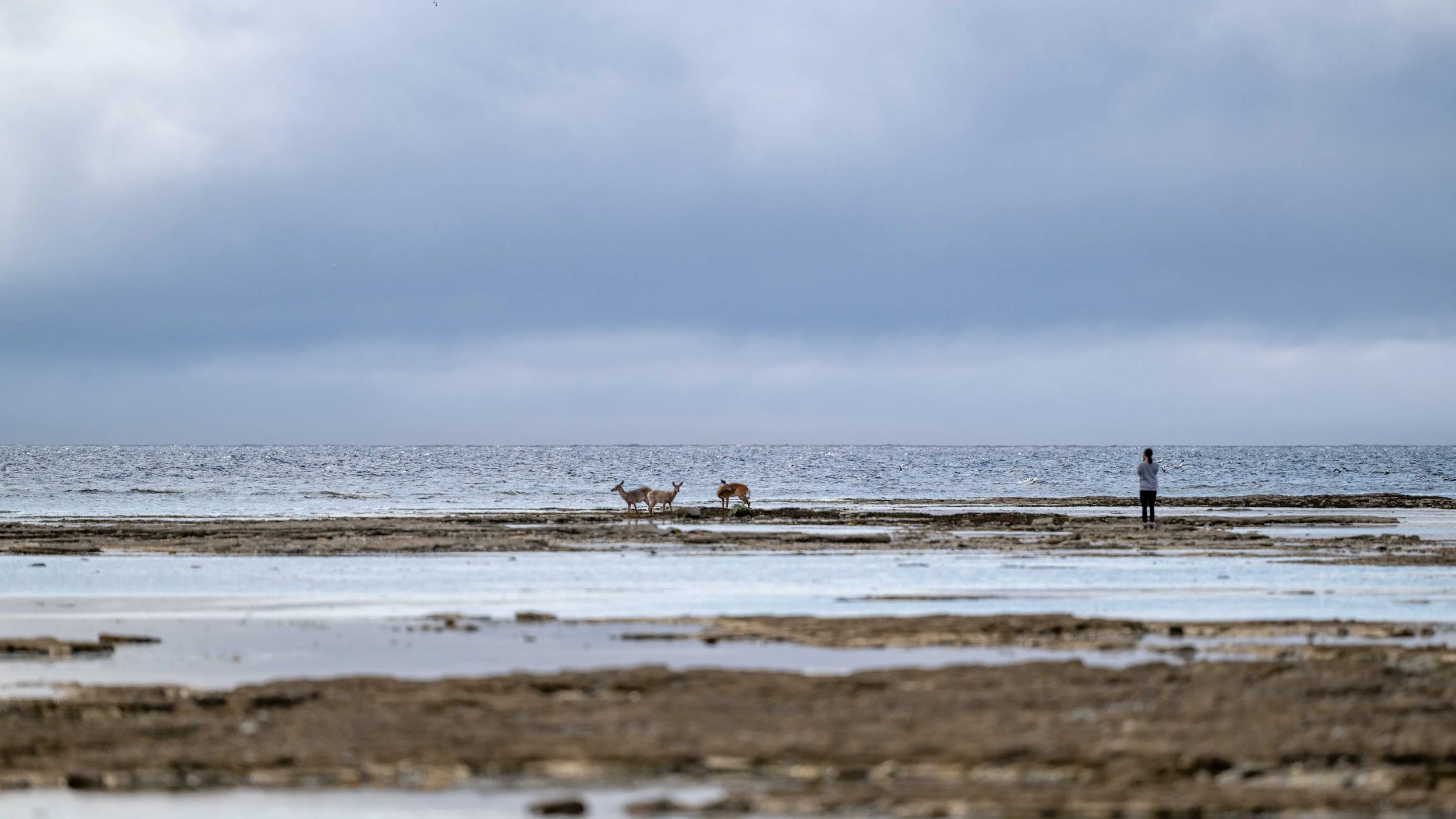 Personne regardant des chèvres sur la plage en bord de mer sous un ciel nuageux.
