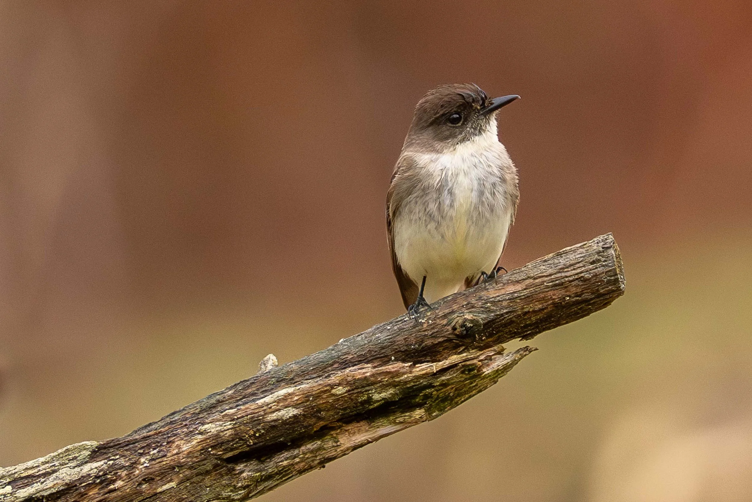 Un petit oiseau perchée sur une branche en bois avec un fond flou de ton brun