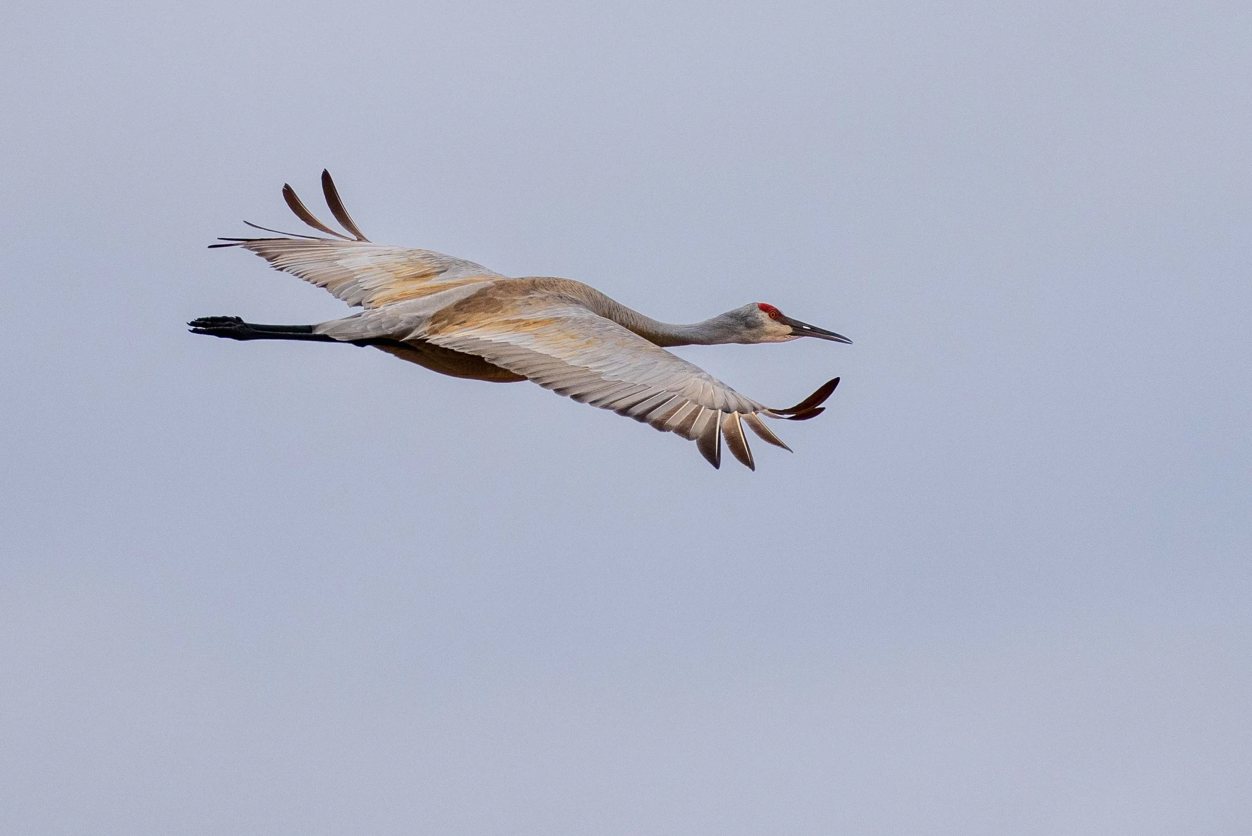 Un héron en vol dans le ciel.