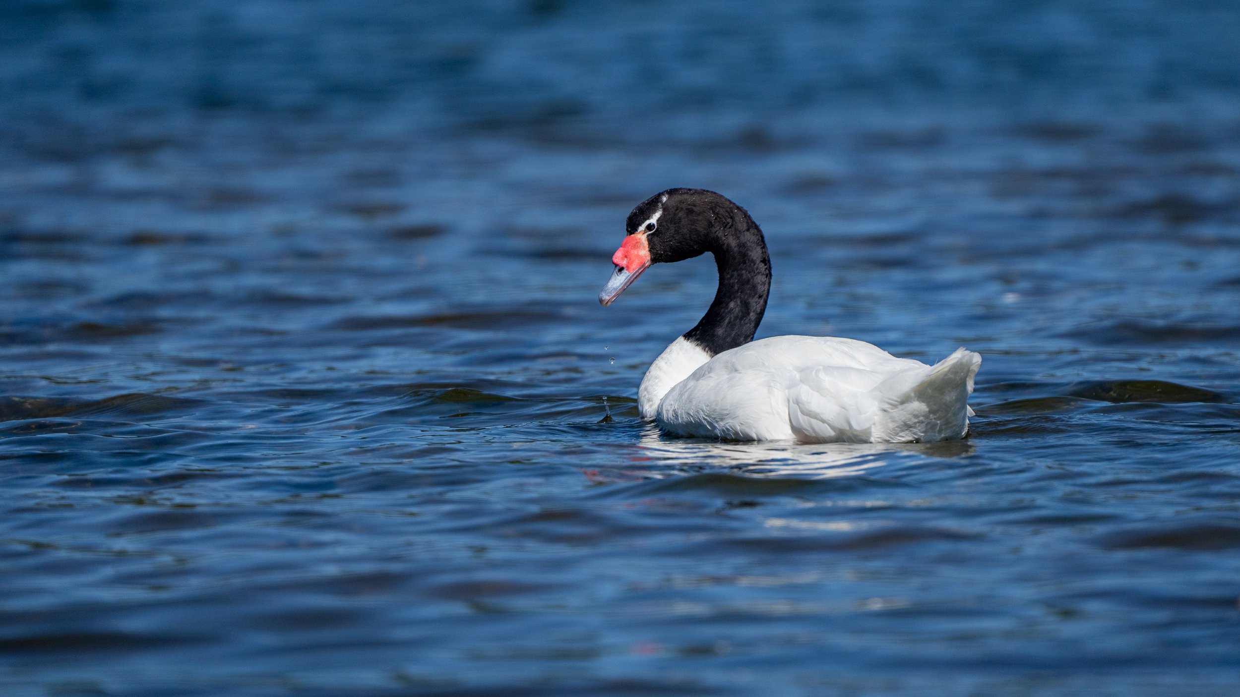 Cygne à cou noir