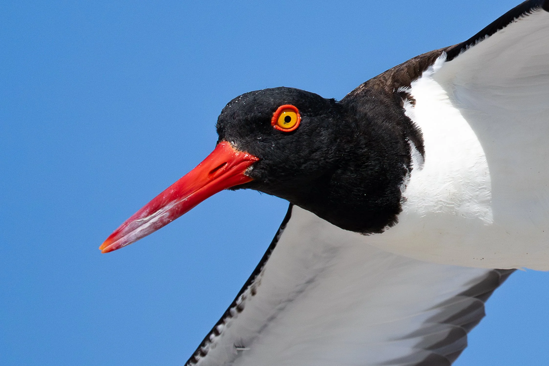 Un oiseau blanc et noir avec un bec rouge et un œil jaune vif, sur un fond de ciel bleu.