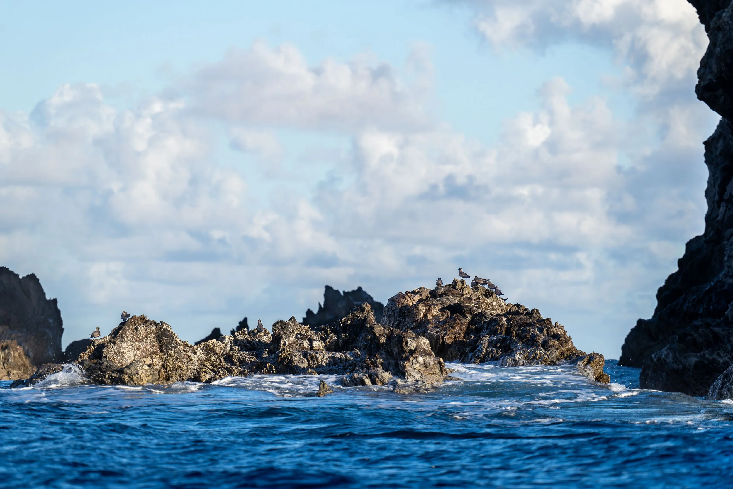 Oiseaux perchés sur des rochers dans la mer, avec un ciel nuageux en arrière-plan.