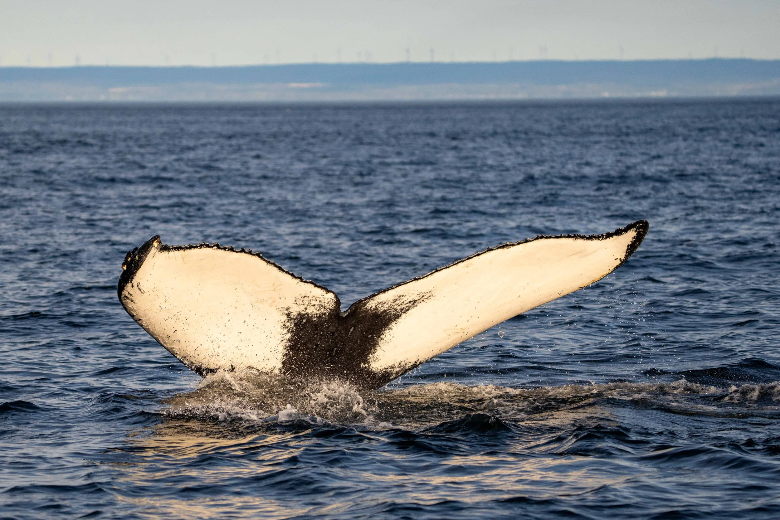 Une queue de baleine qui sort de l'océan, avec une vue d'un paysage marin au loin.