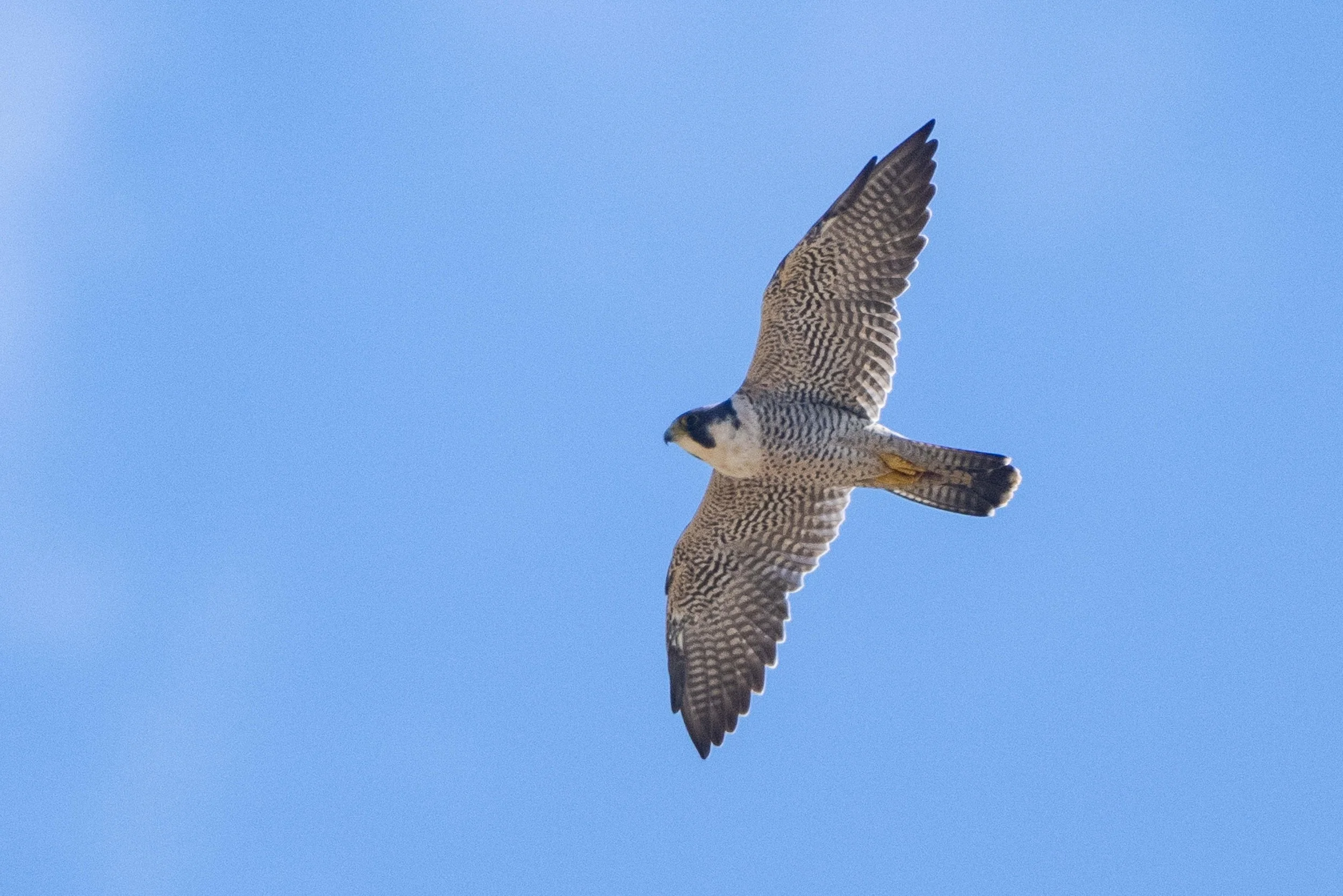 Faucon en vol dans un ciel bleu.