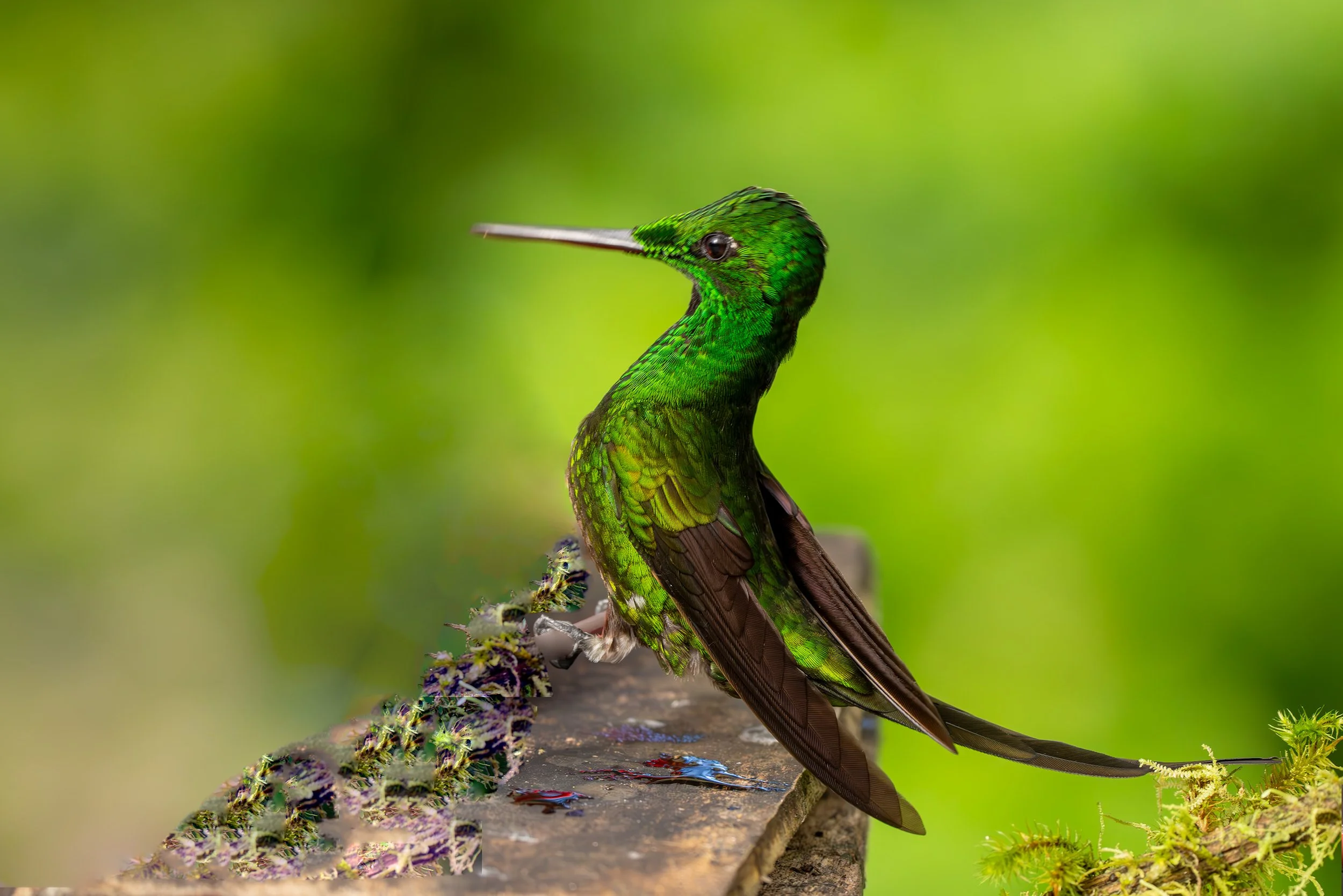 Colibri vert posé sur une branche avec un fond flou vert