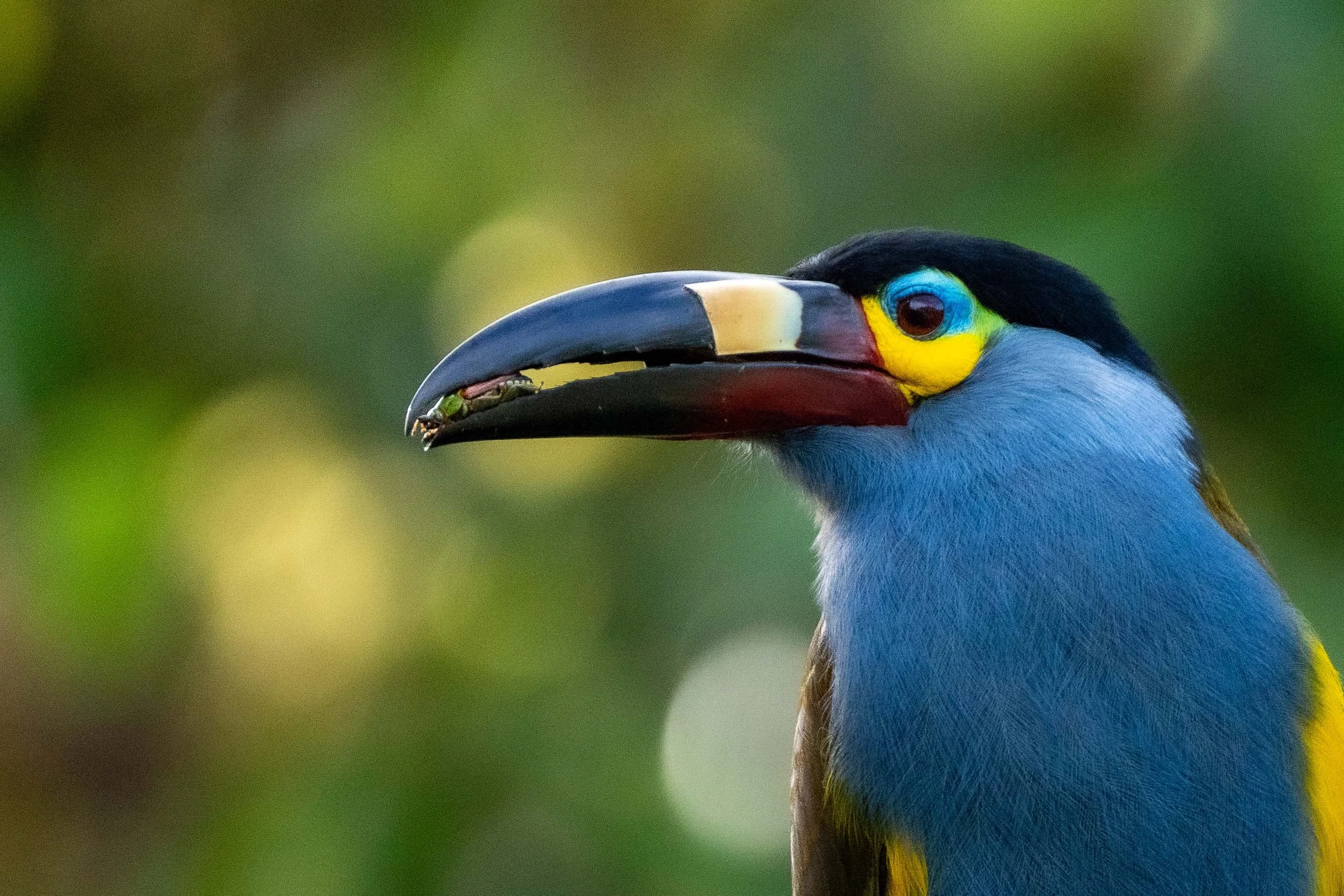 Un toucan avec un gros bec coloré, mangeant un insecte.