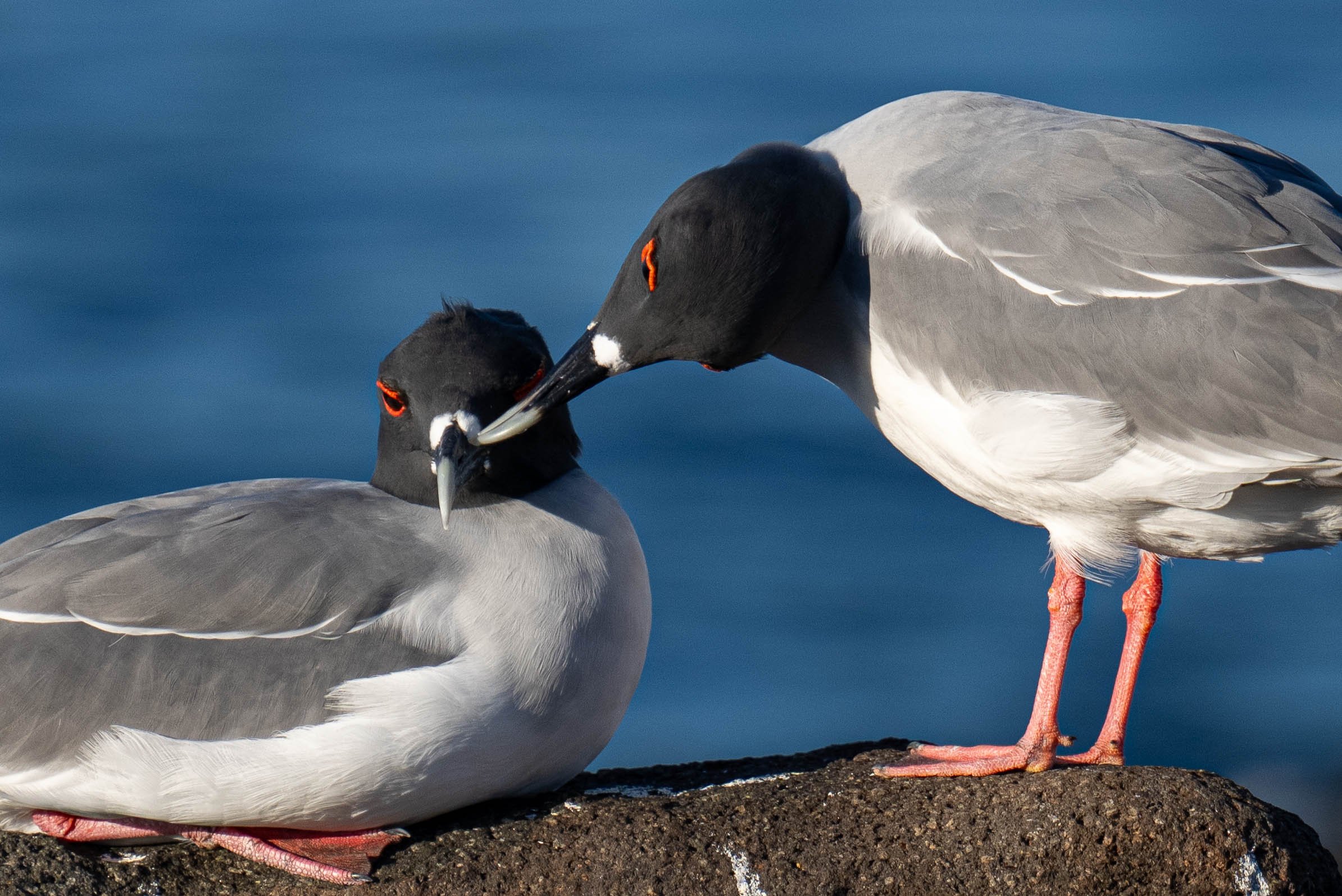 Deux mouettes noires et blanches sur une roche près de l'eau, l'une est assise et l'autre lui touche le bec.