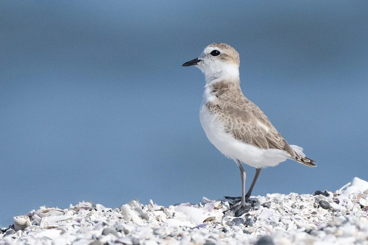 Pluvier neigeux, Bahia Inglesia, Chili