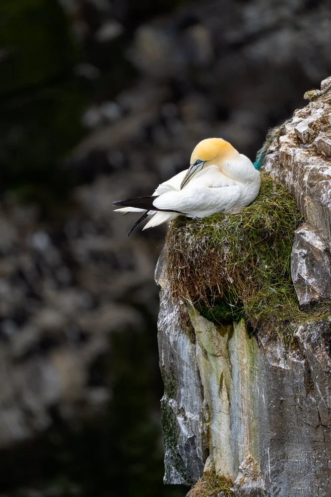 Fou de bassan, Cape St-Mary's, Terre-Neuve