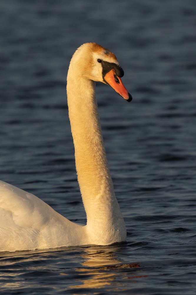 Cygne nageant dans l'eau avec un long cou, corps blanc et bec orange.