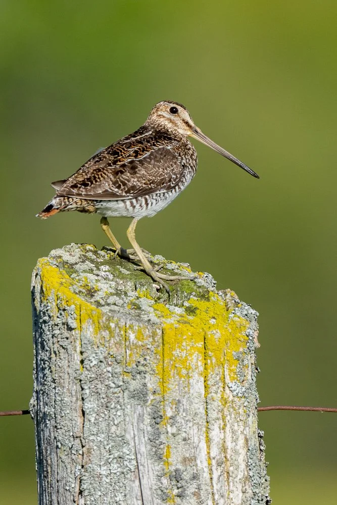 Un oiseau posé sur un poteau en bois recouvert de mousse verte et de lichen, avec un fond vert flou.