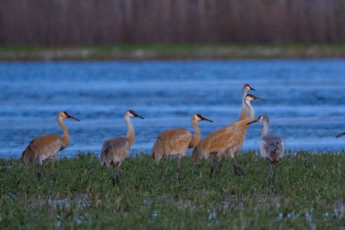 Groupe de grues dorées sur une pelouse près d'un étang.