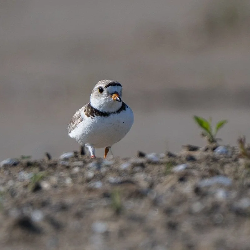 Un petit oiseau debout sur le sol, avec un arrière-plan flou, présentant des couleurs blanche, noire et grise.
