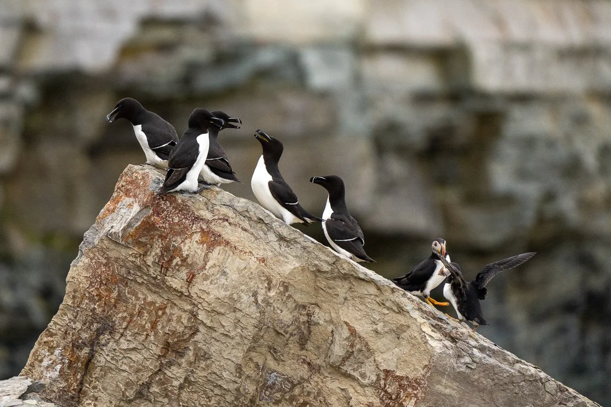 Petit pingouin, Ile aux perroquets, Mingan, Québec