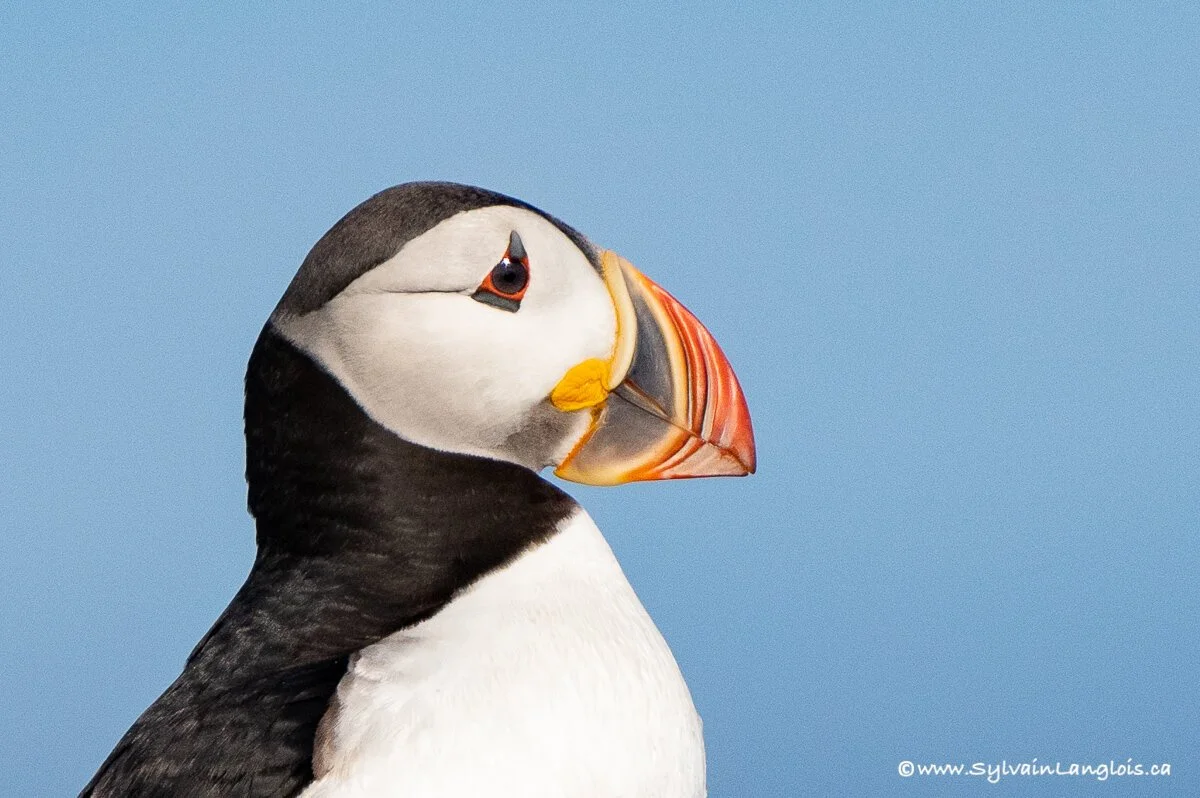 Macareux moine, Ile aux perroquets, Mingan, Québec