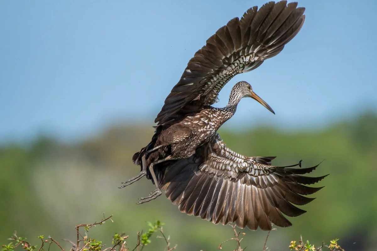 Un oiseau en vol, probablement une femelle de pélican, avec ses ailes déployées et son long bec pointu, sur un fond de ciel bleu et de végétation floue.