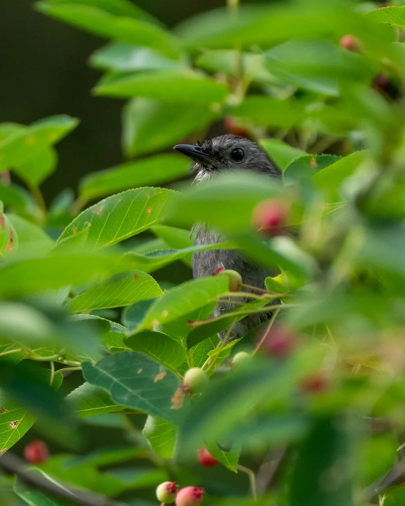 Un oiseau noir et gris parmi des feuilles vertes avec des petits fruits rouges et verts