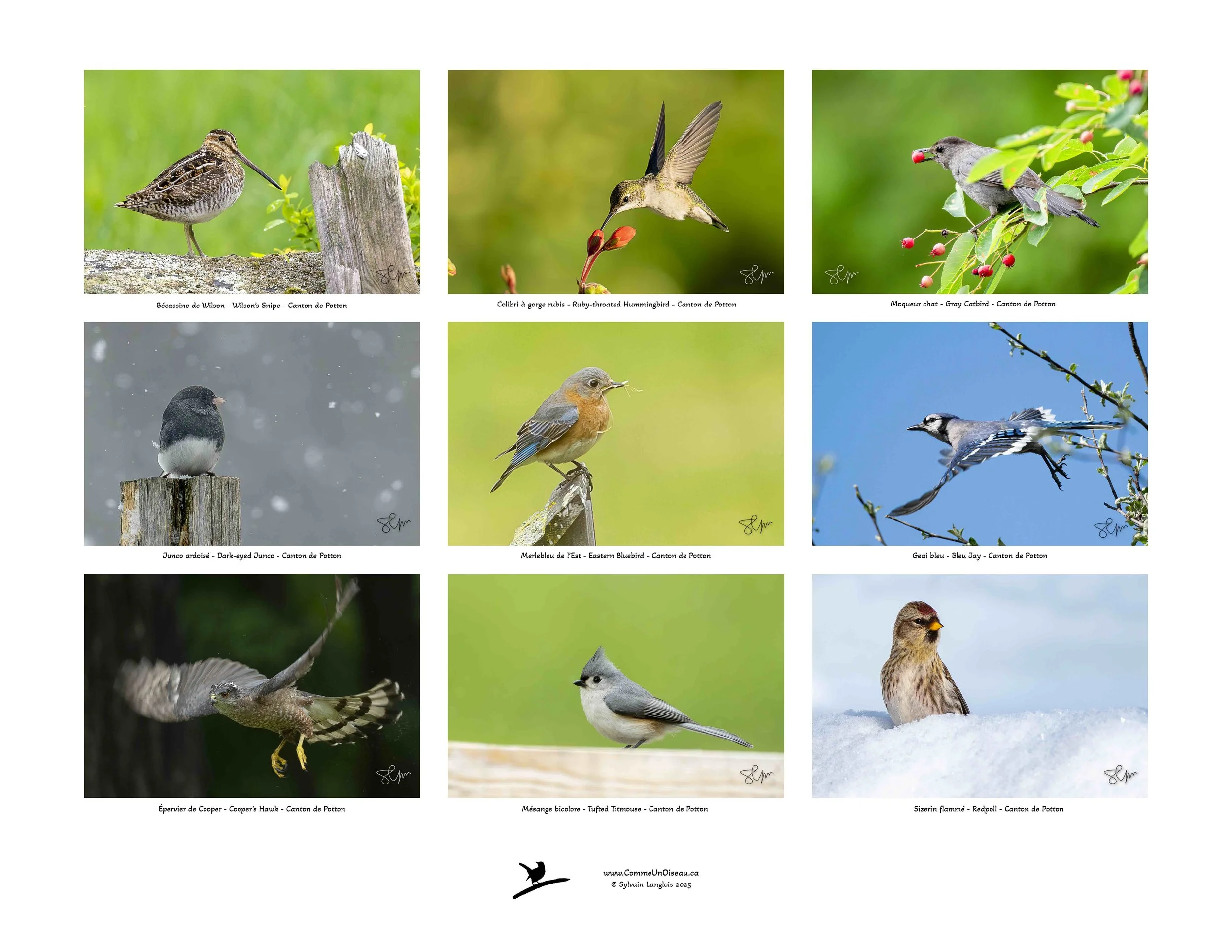 Collection de neuf photos d'oiseaux différents, chaque photo ayant le nom de l'espèce et la localisation en dessous.