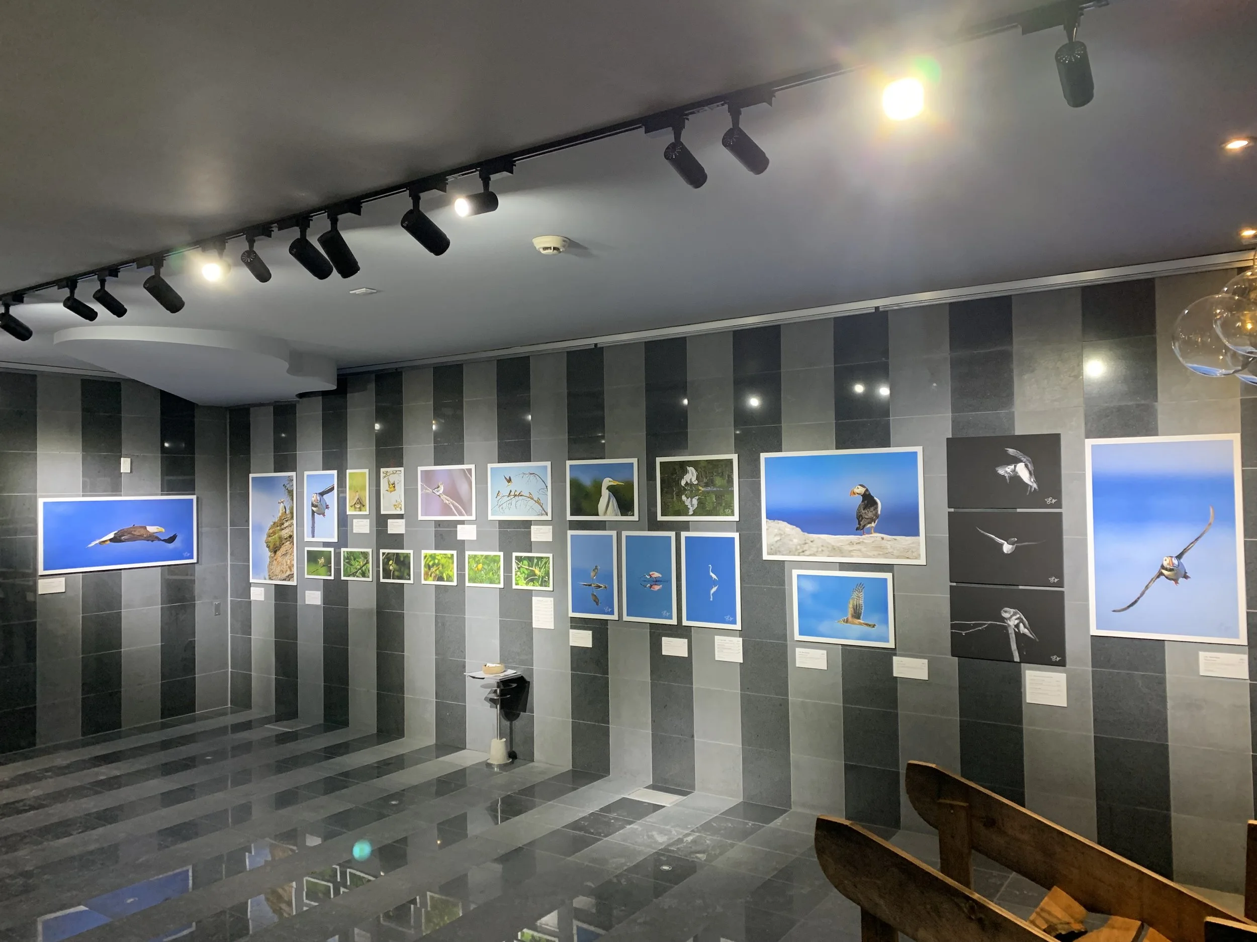 Exposition de photos d'oiseaux sur un mur gris, avec des images de diverses espèces en vol ou perchées, sous un éclairage au plafond.