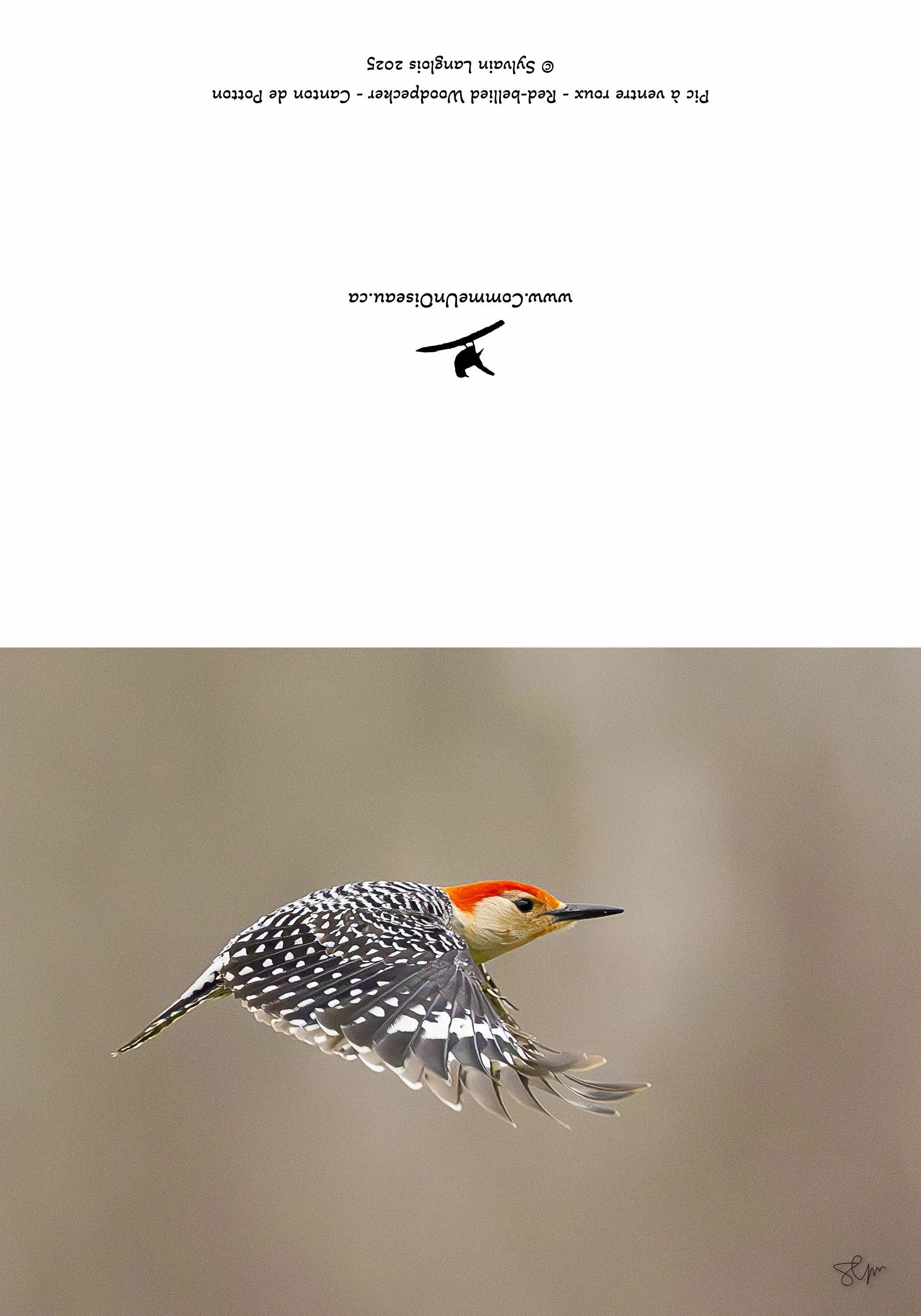 Une photographie d'un pic épeiche en vol avec un fond flou beige, capturé par Sylvain Laugier en 2023.