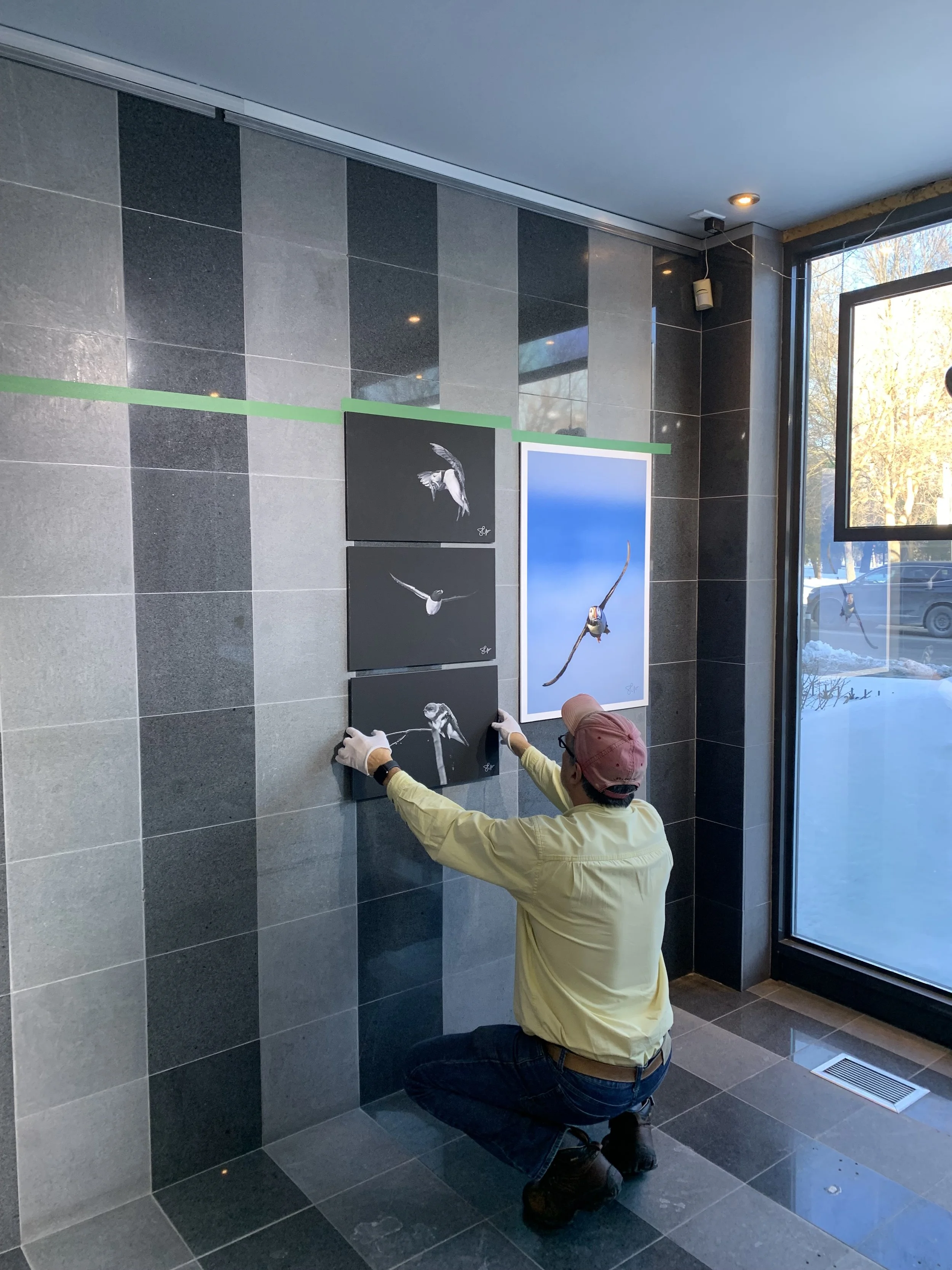 Un homme en train d'accrocher des œuvres d'art représentant des oiseaux à un mur dans une galerie ou un espace d'exposition.