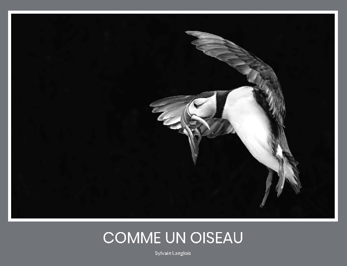 Une illustration en noir et blanc d'une oiseau, un pélican, en vol tenant un poisson dans son bec.