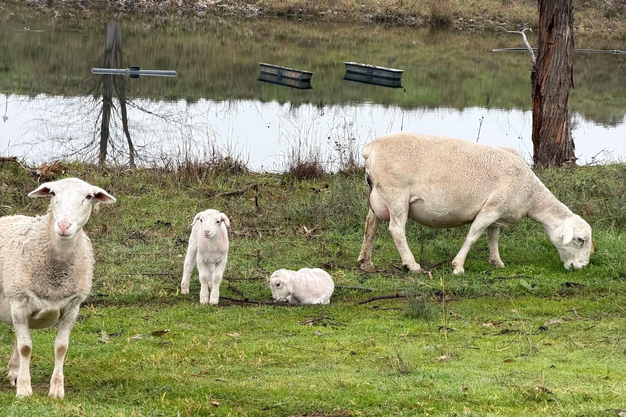 July lambs, playing amongst the vines.