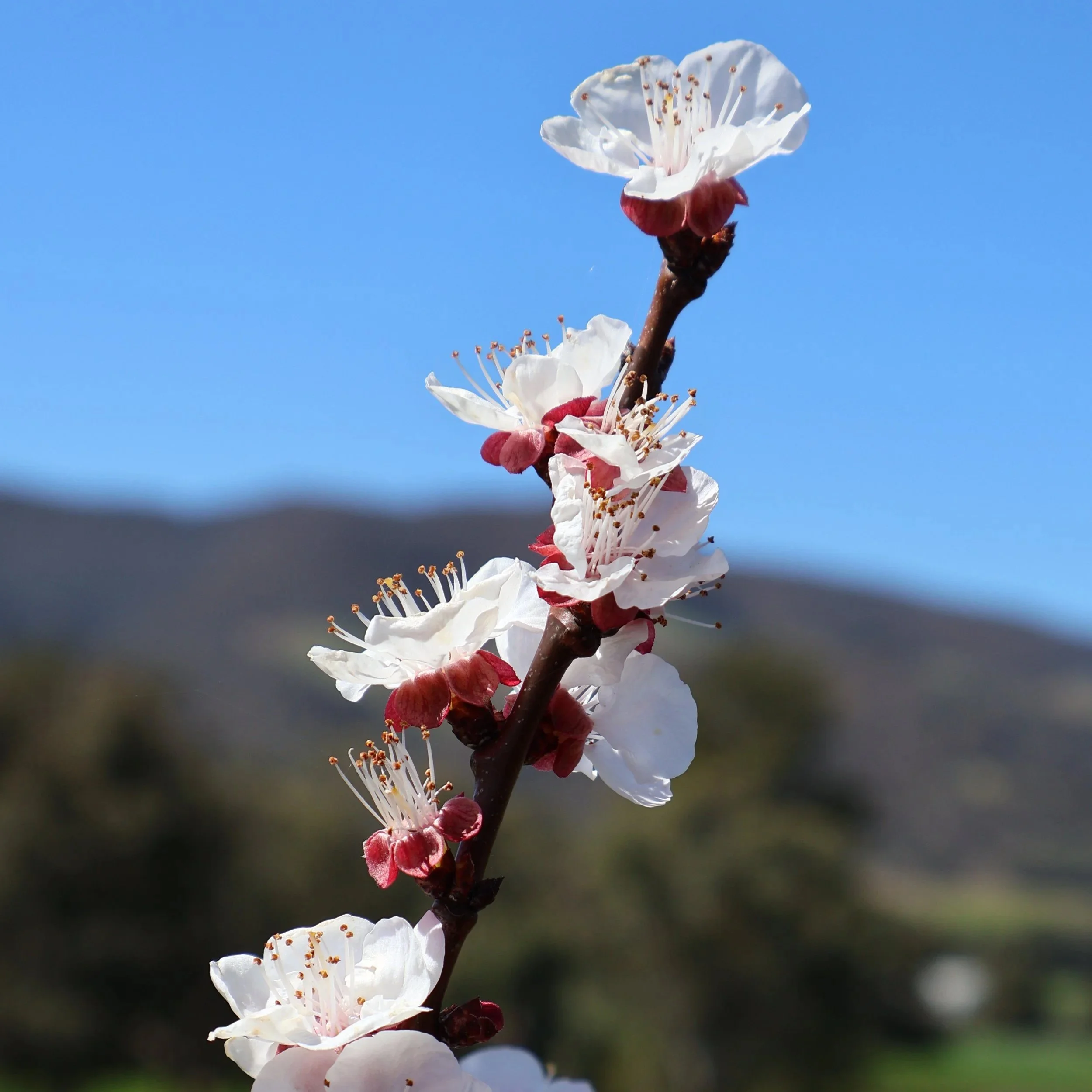Spring seriously sprung for us this September