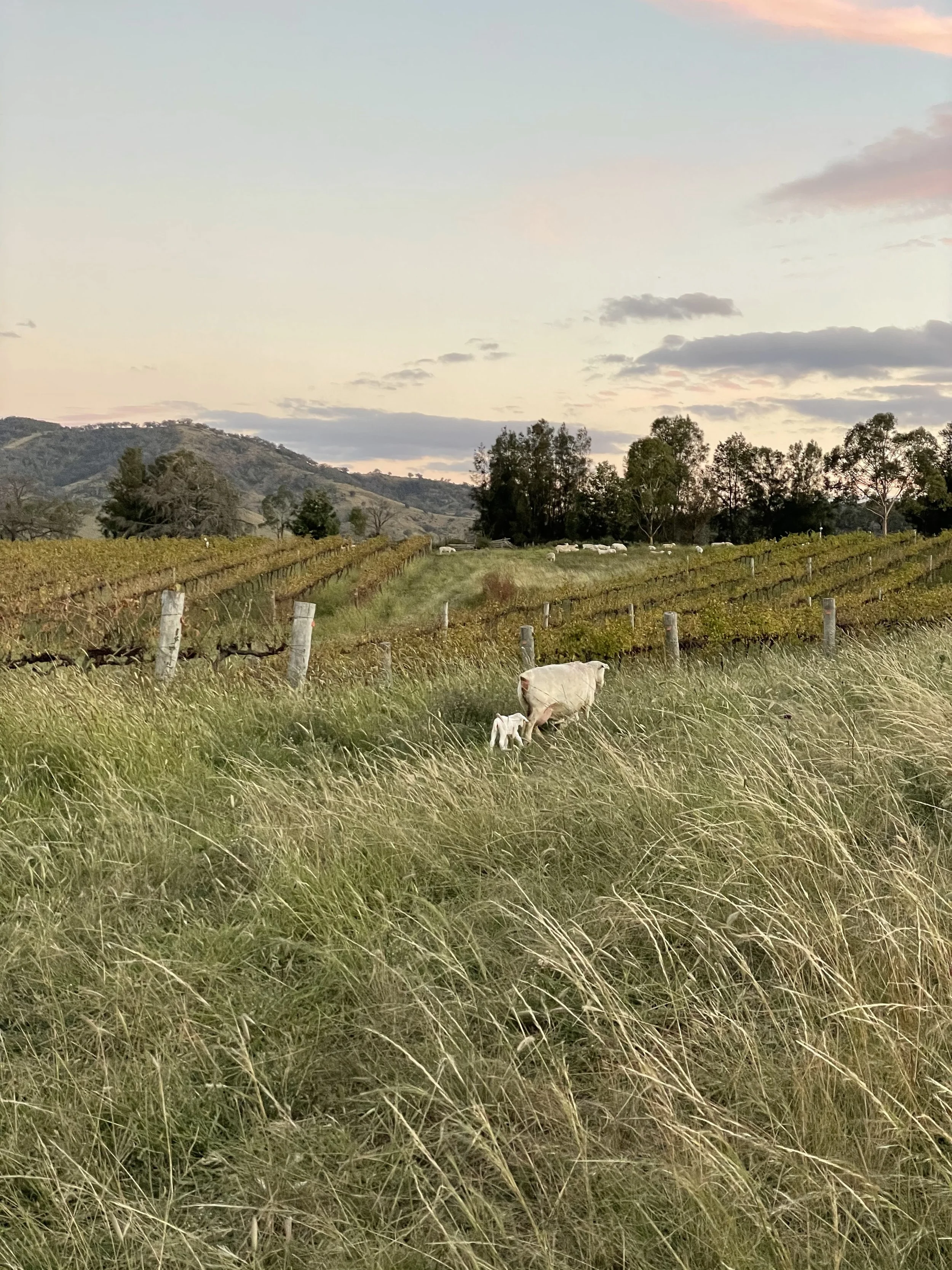 A cow and calf grazing in a grassy field with vineyard rows and trees in the background during sunset.