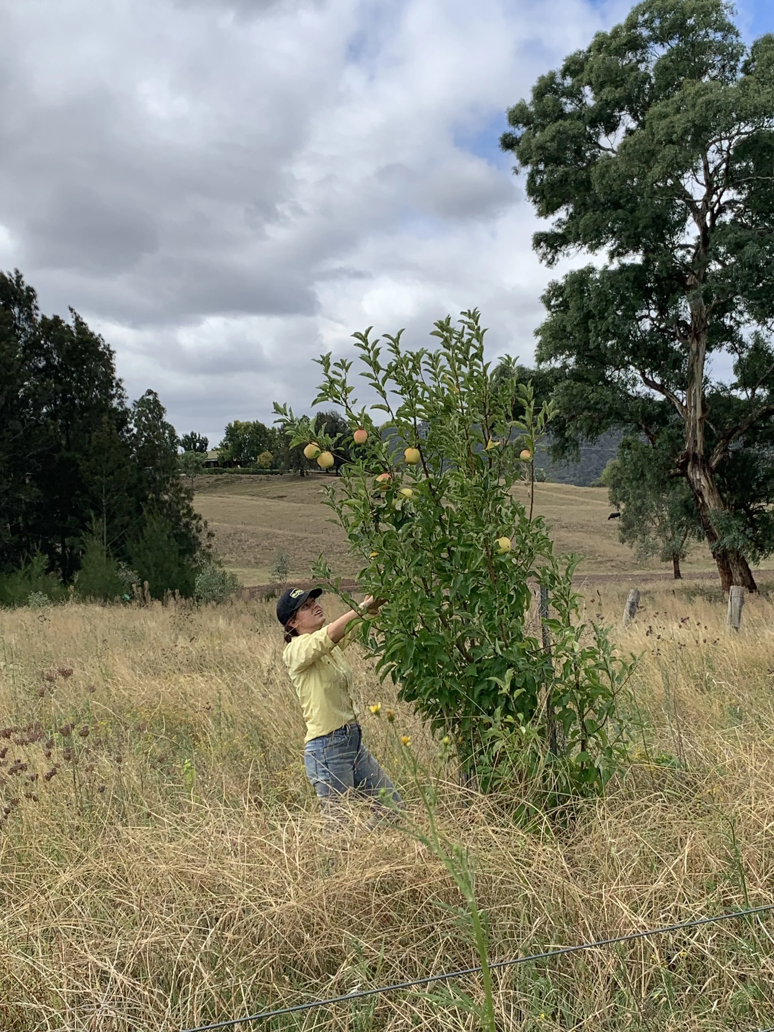 Person harvesting apples from a tall apple tree in a field with dry grass, under a cloudy sky.